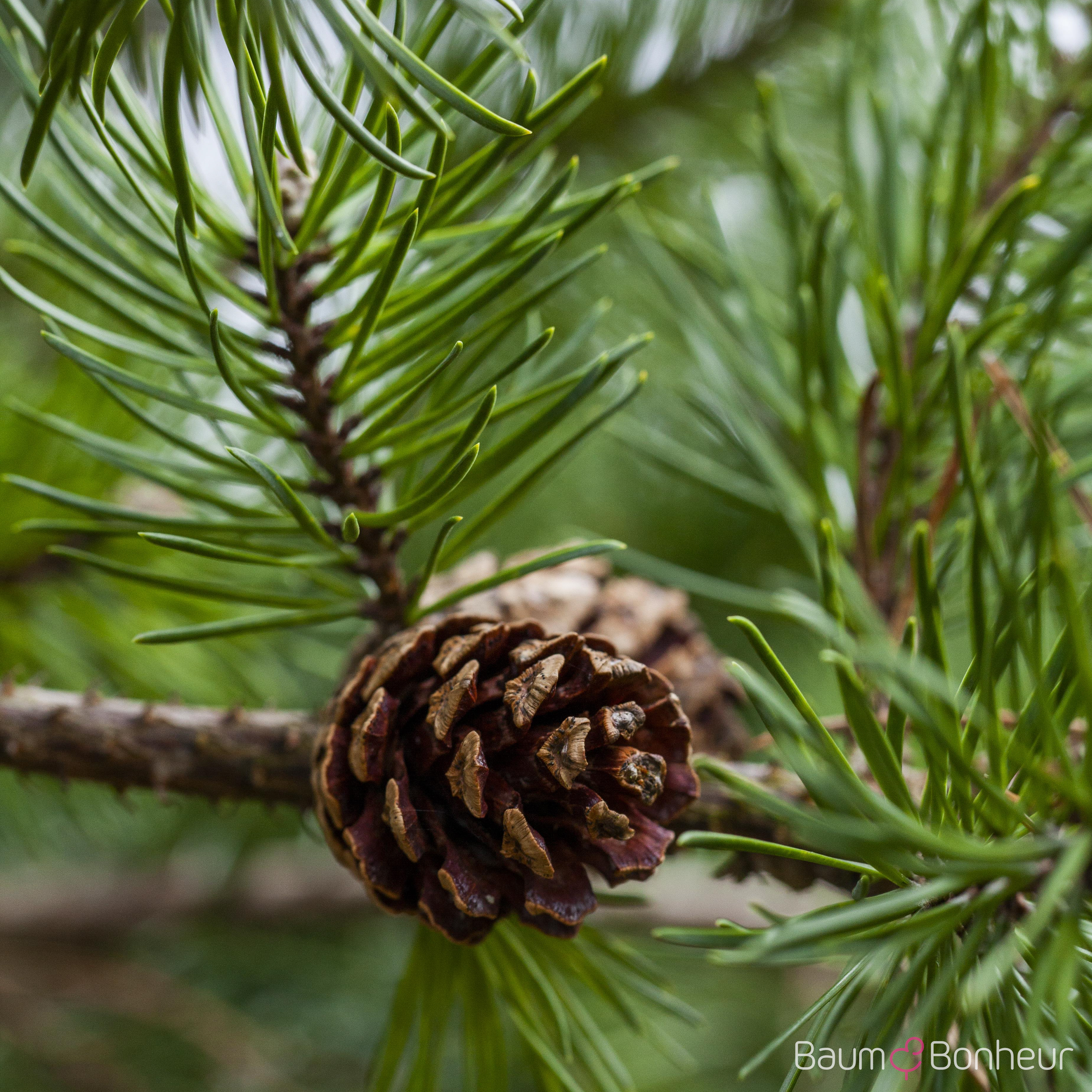 Pinus banksiana
