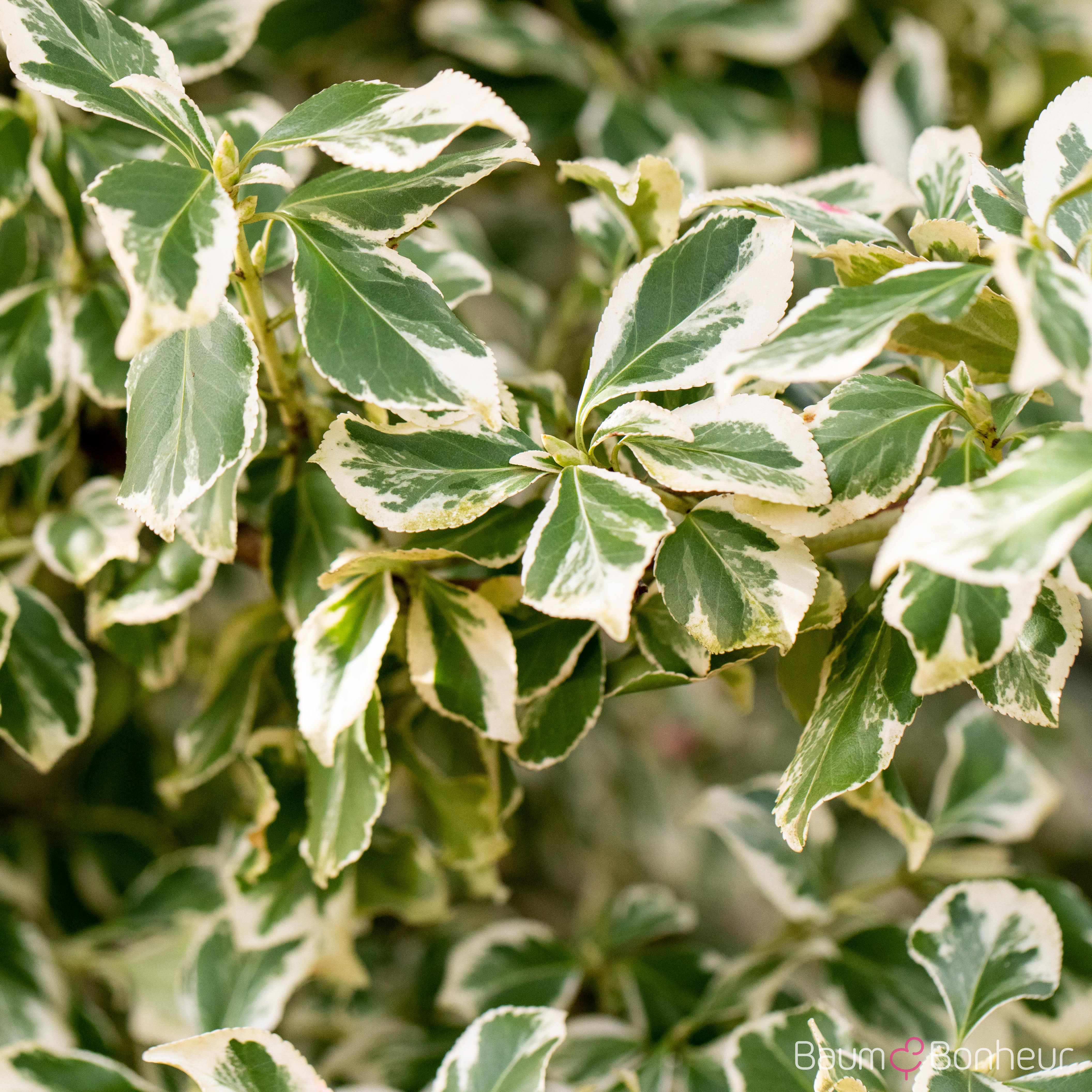 Euonymus fortunei 'Emerald Gaiety'
