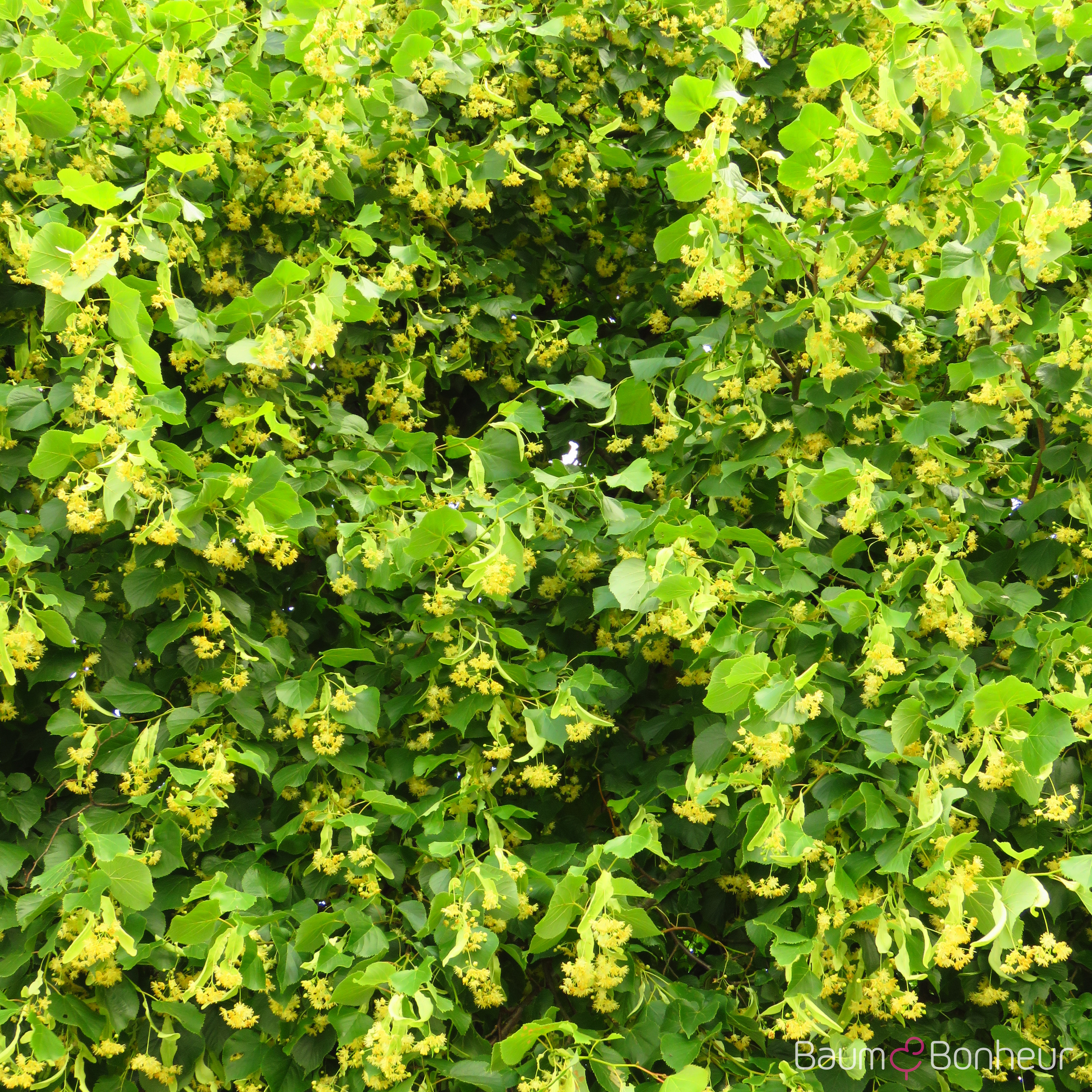 Tilia europaea 'Pallida'
