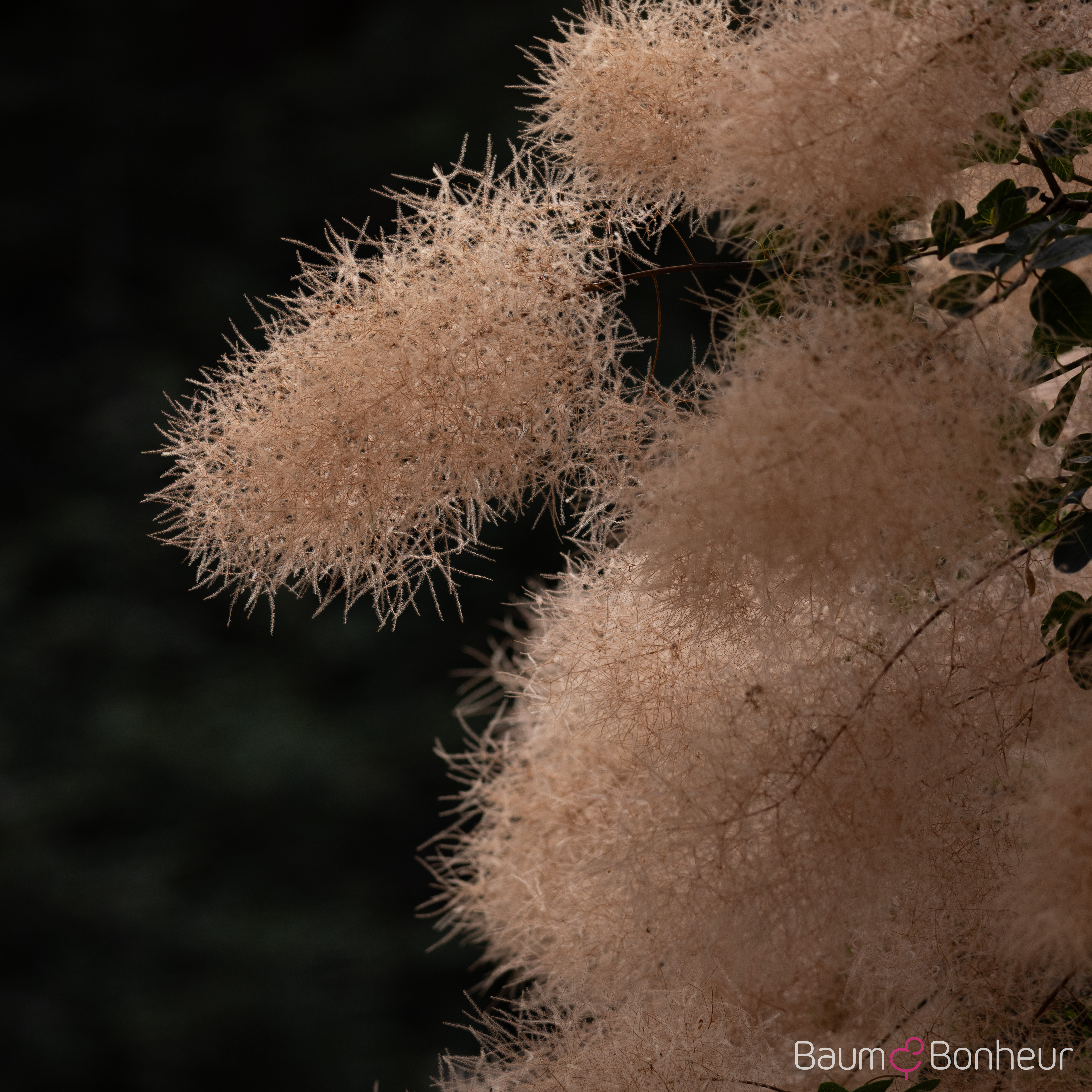 Cotinus coggygria