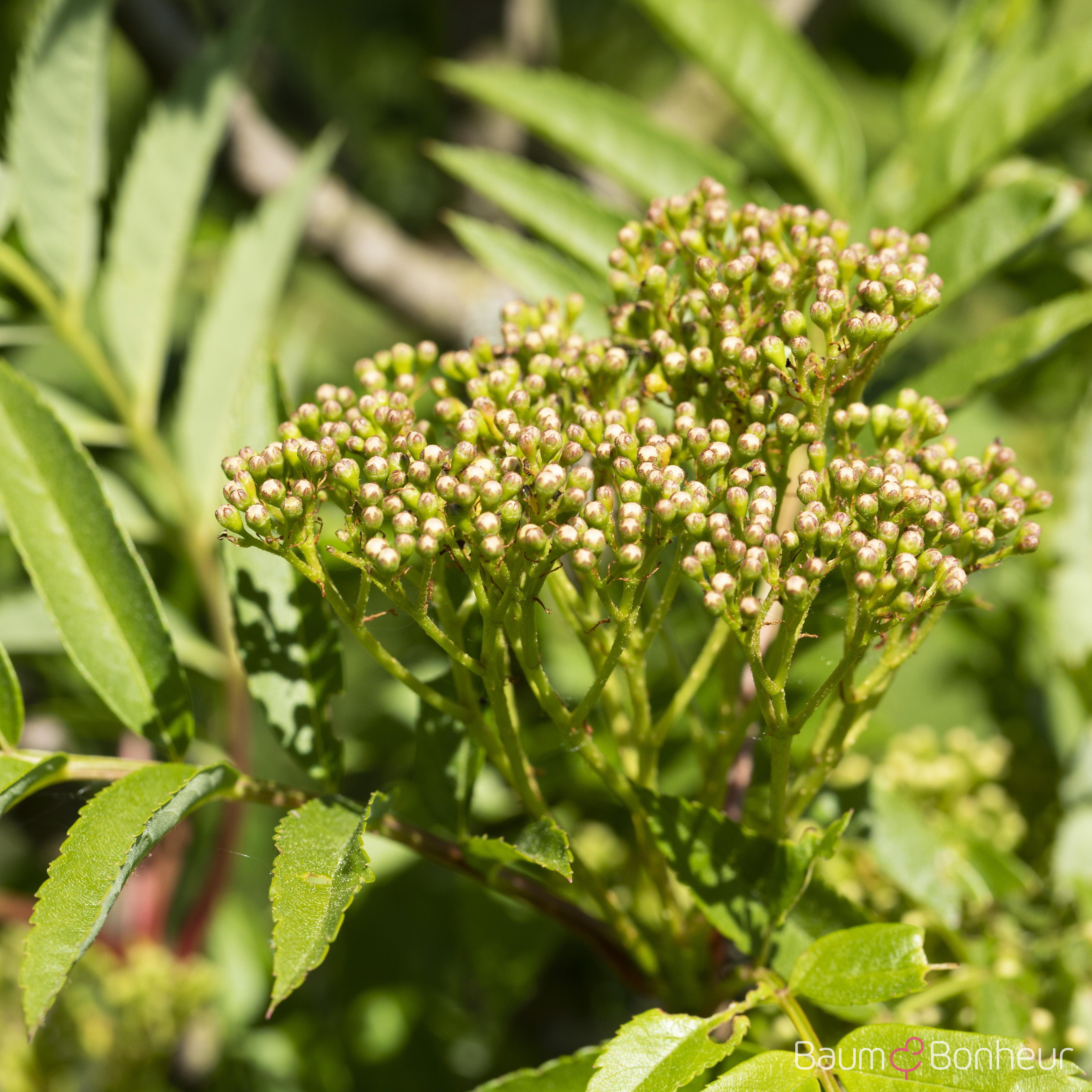 Sorbus aucuparia 'Autumn Spire' -R-