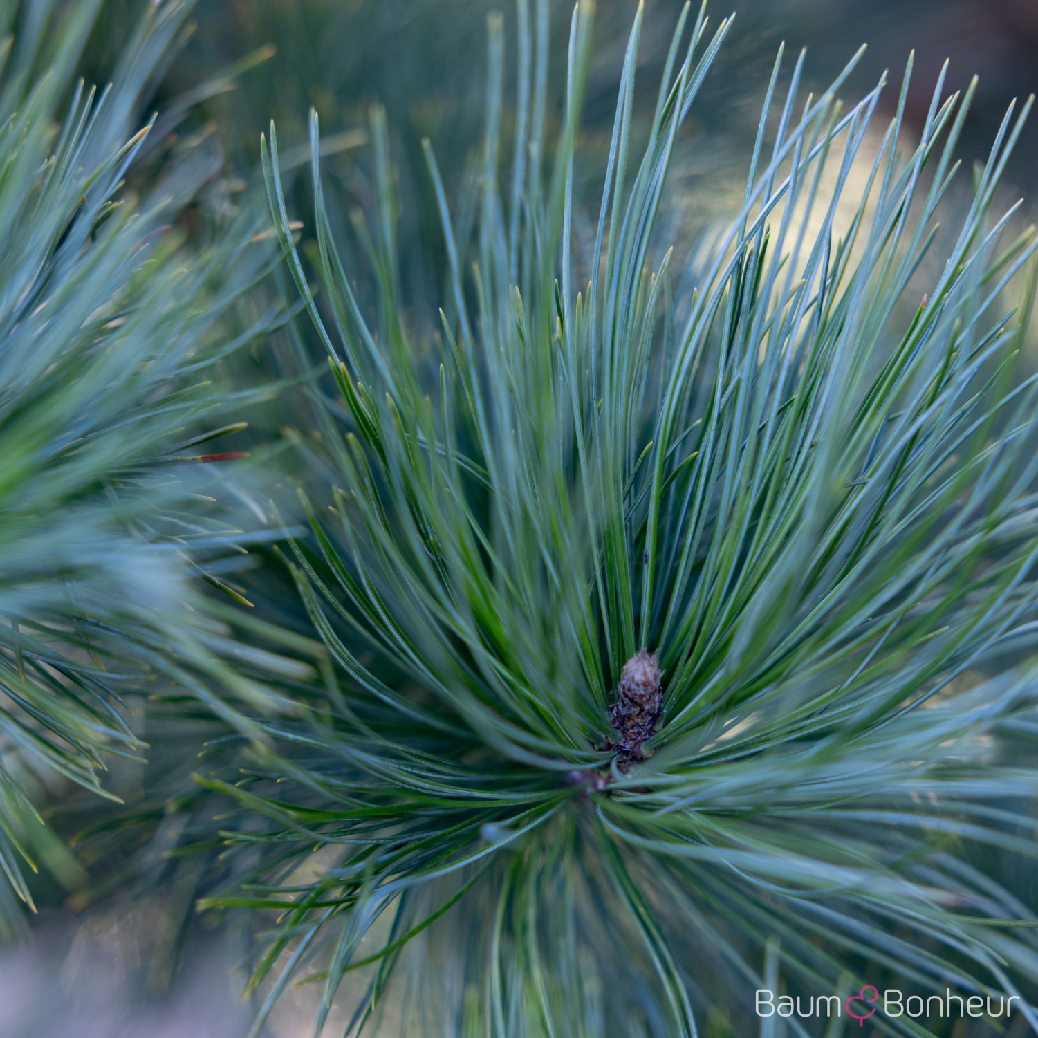 Pinus cembra