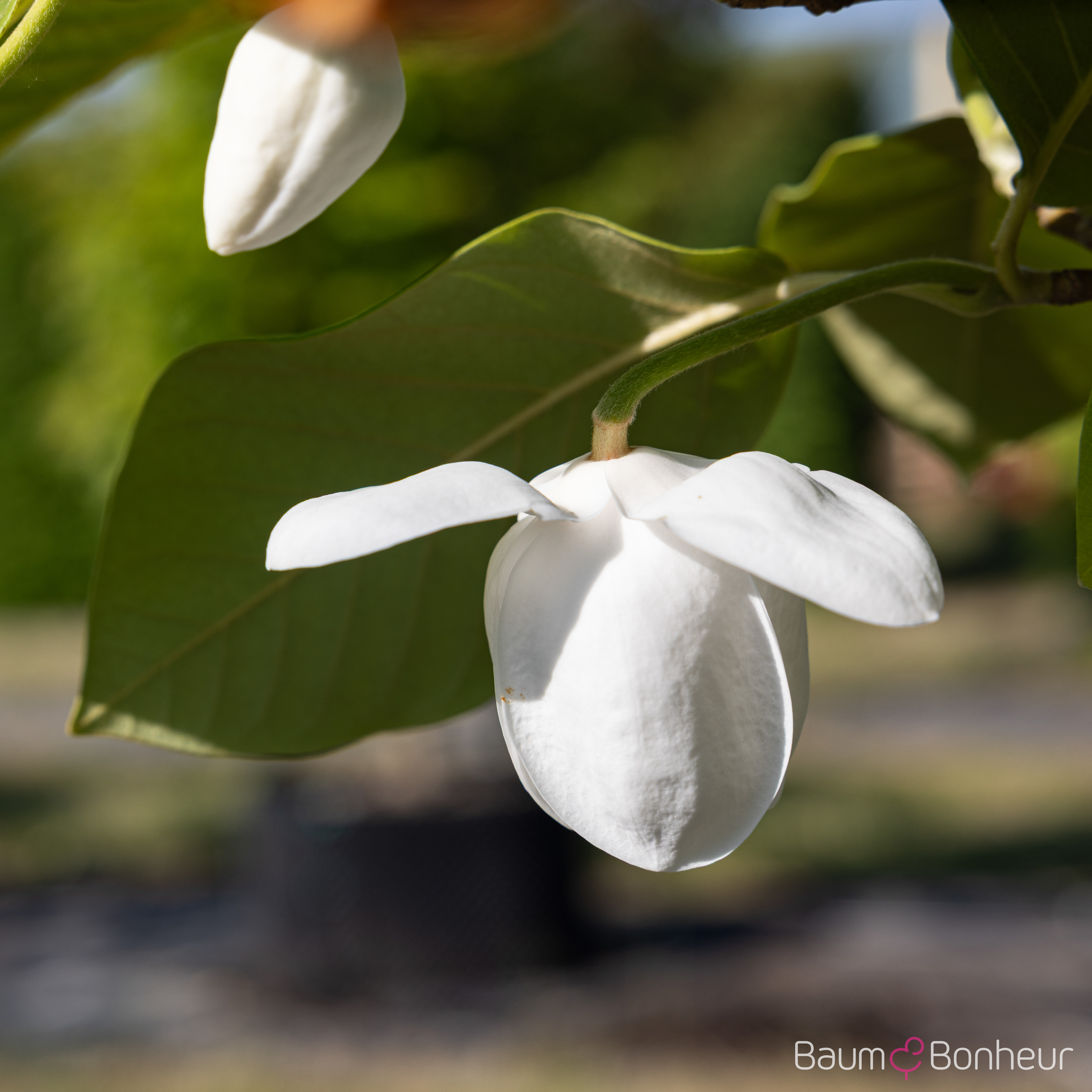 Magnolia sieboldii