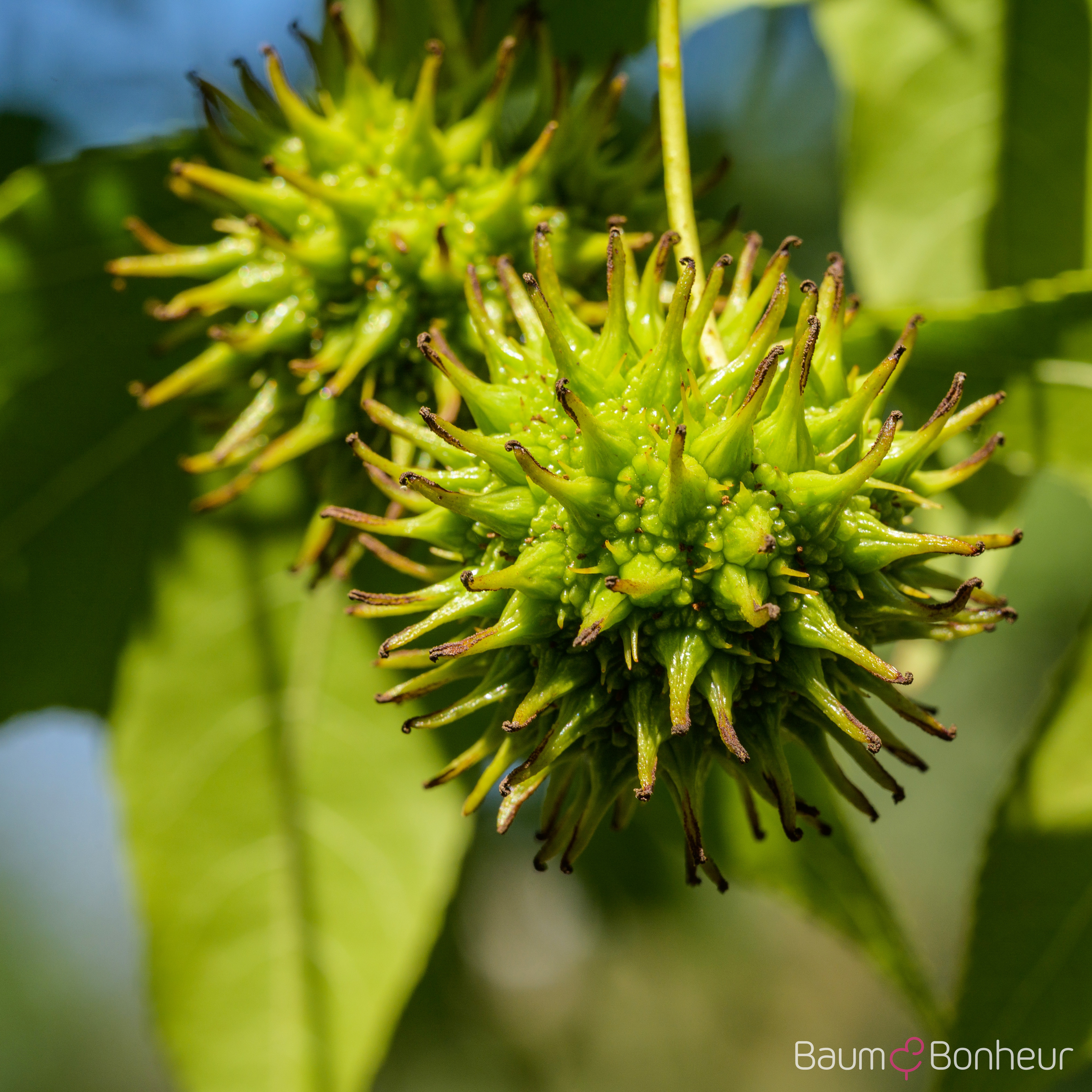 Liquidambar styraciflua
