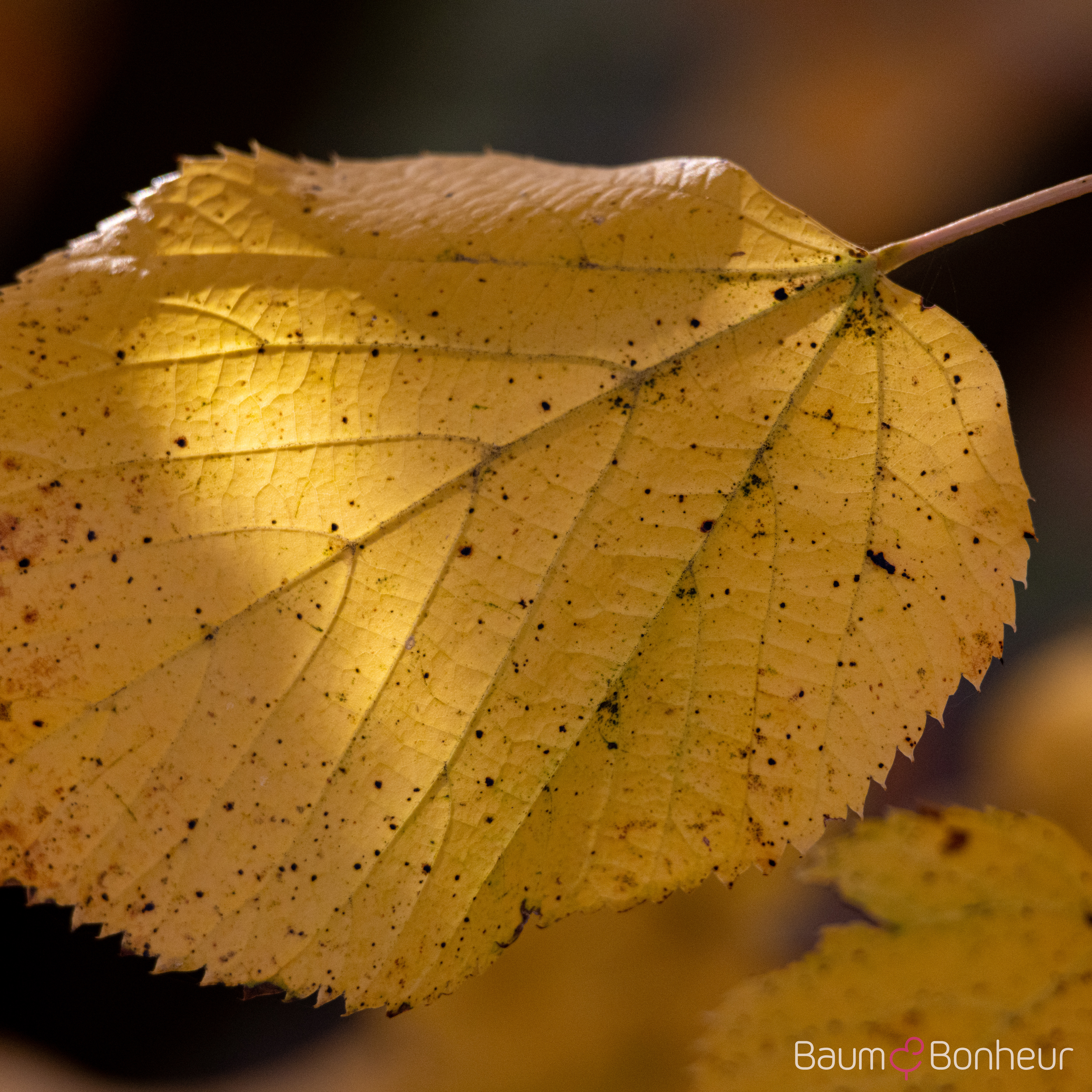 Tilia platyphyllos