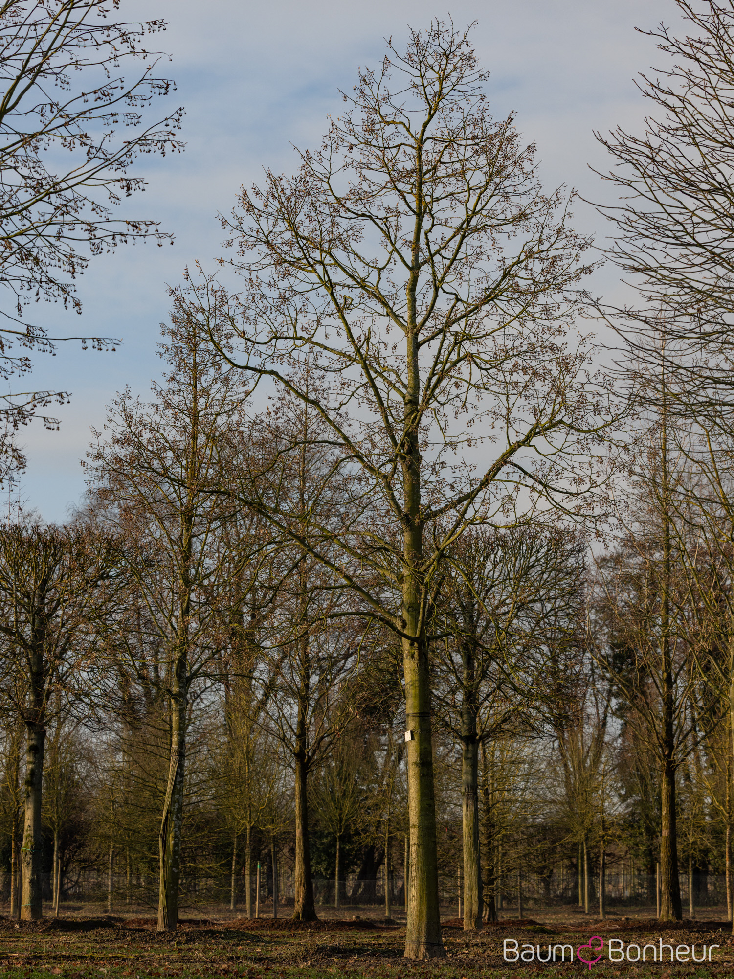 Tilia tomentosa 'Szeleste'