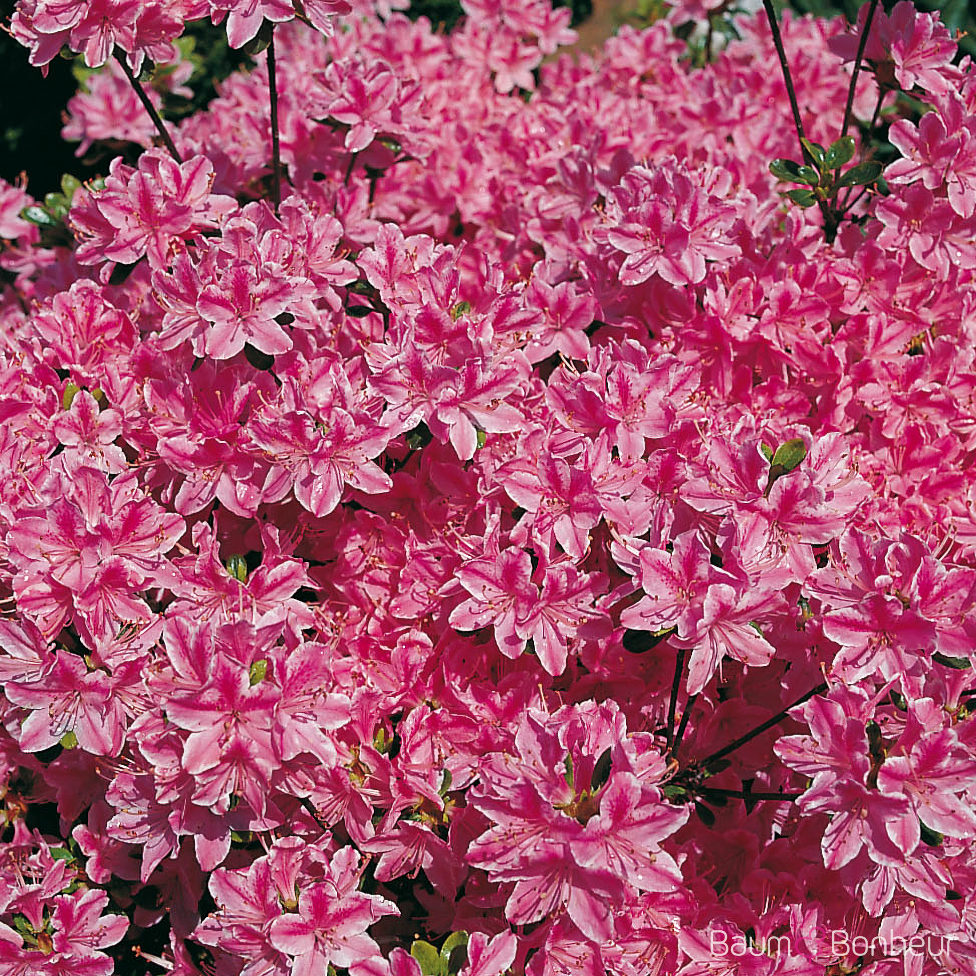 Rhododendron obtusum 'Kermesina'