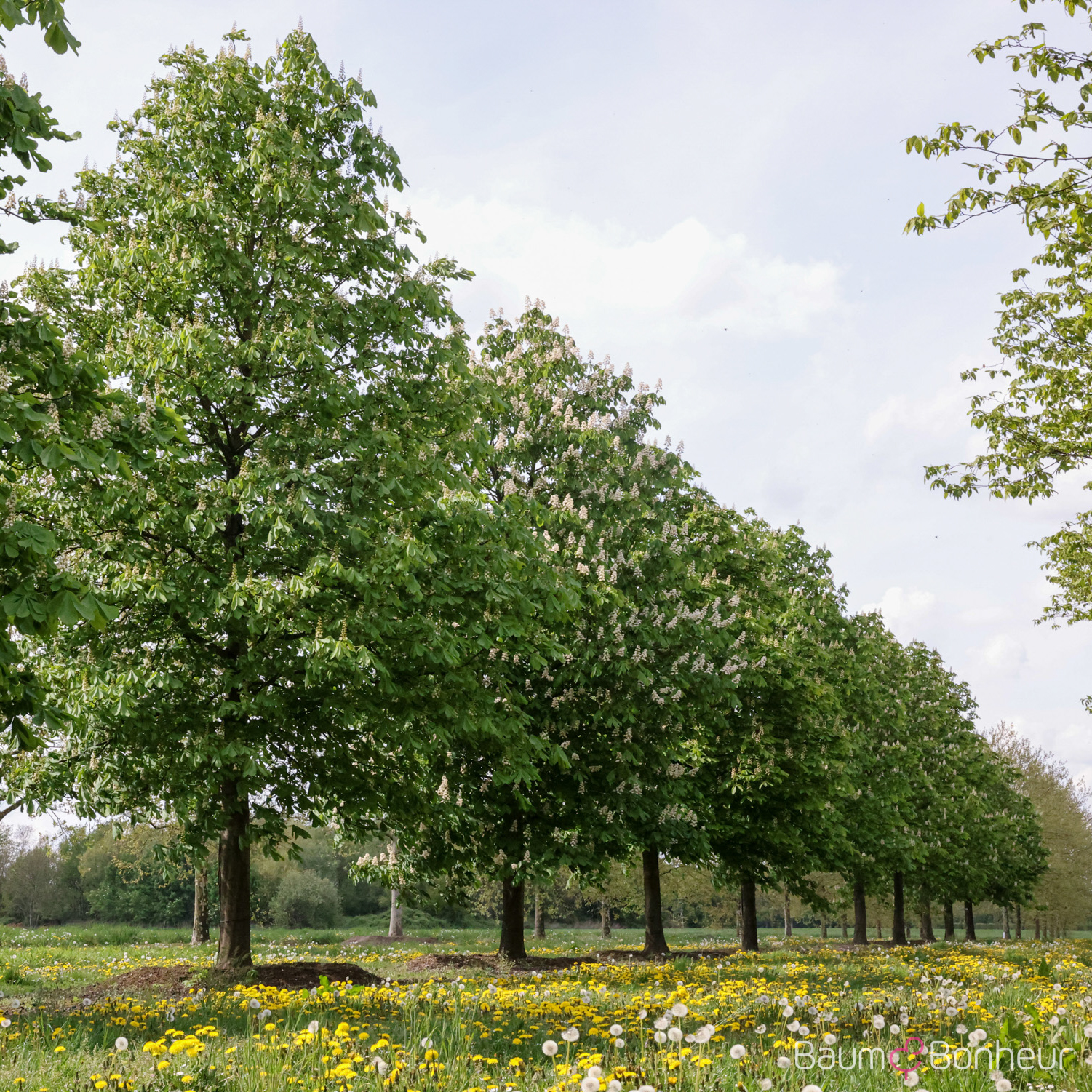 Aesculus hippocastanum