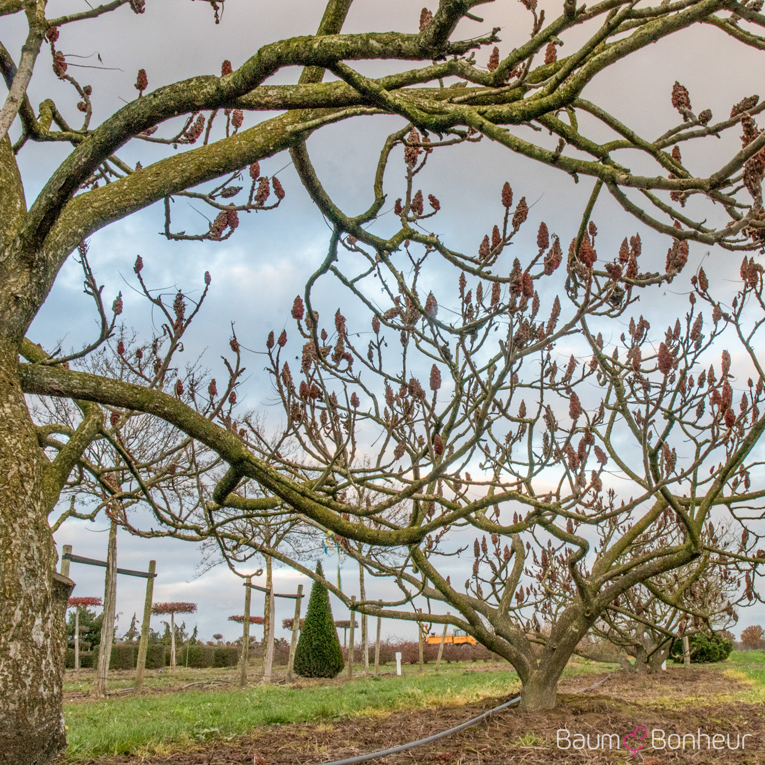 Rhus typhina 'Dissecta'