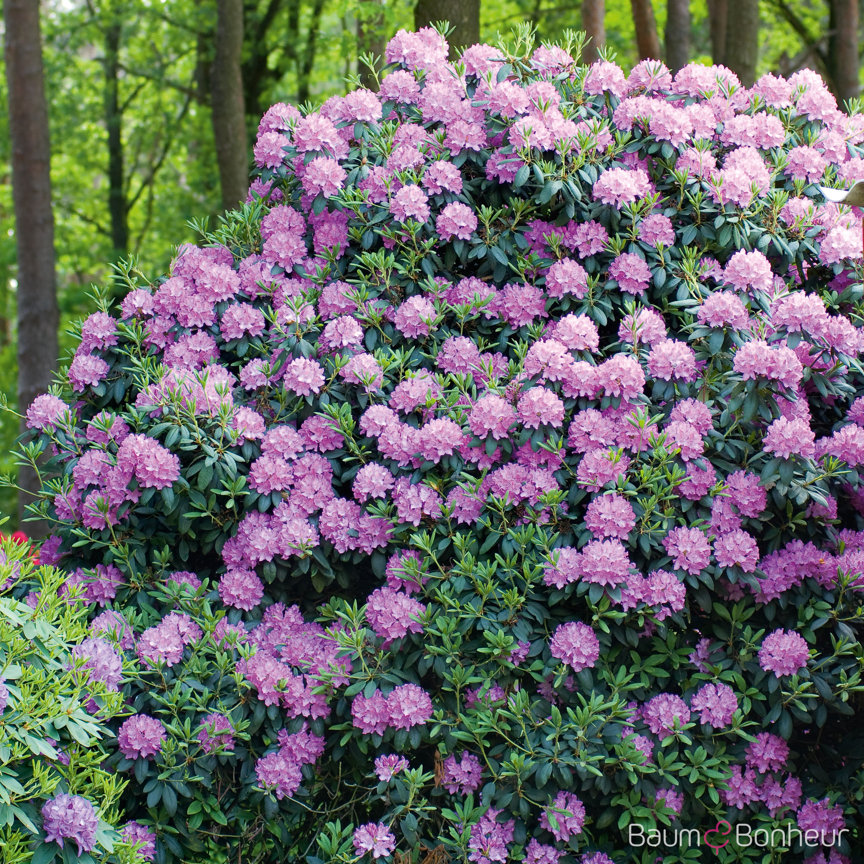 Rhododendron 'Catawbiense Grandiflorum'