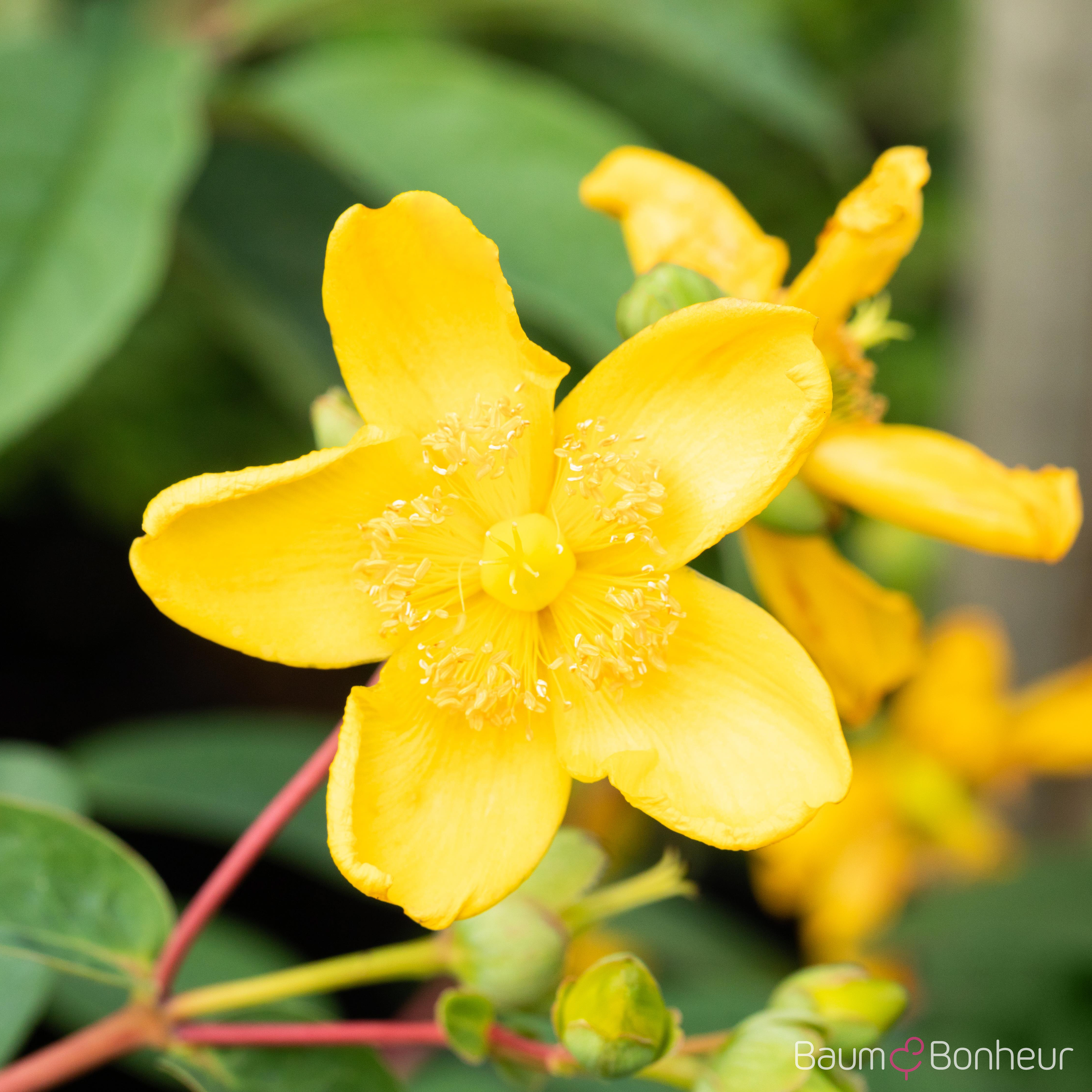 Hypericum 'Hidcote'