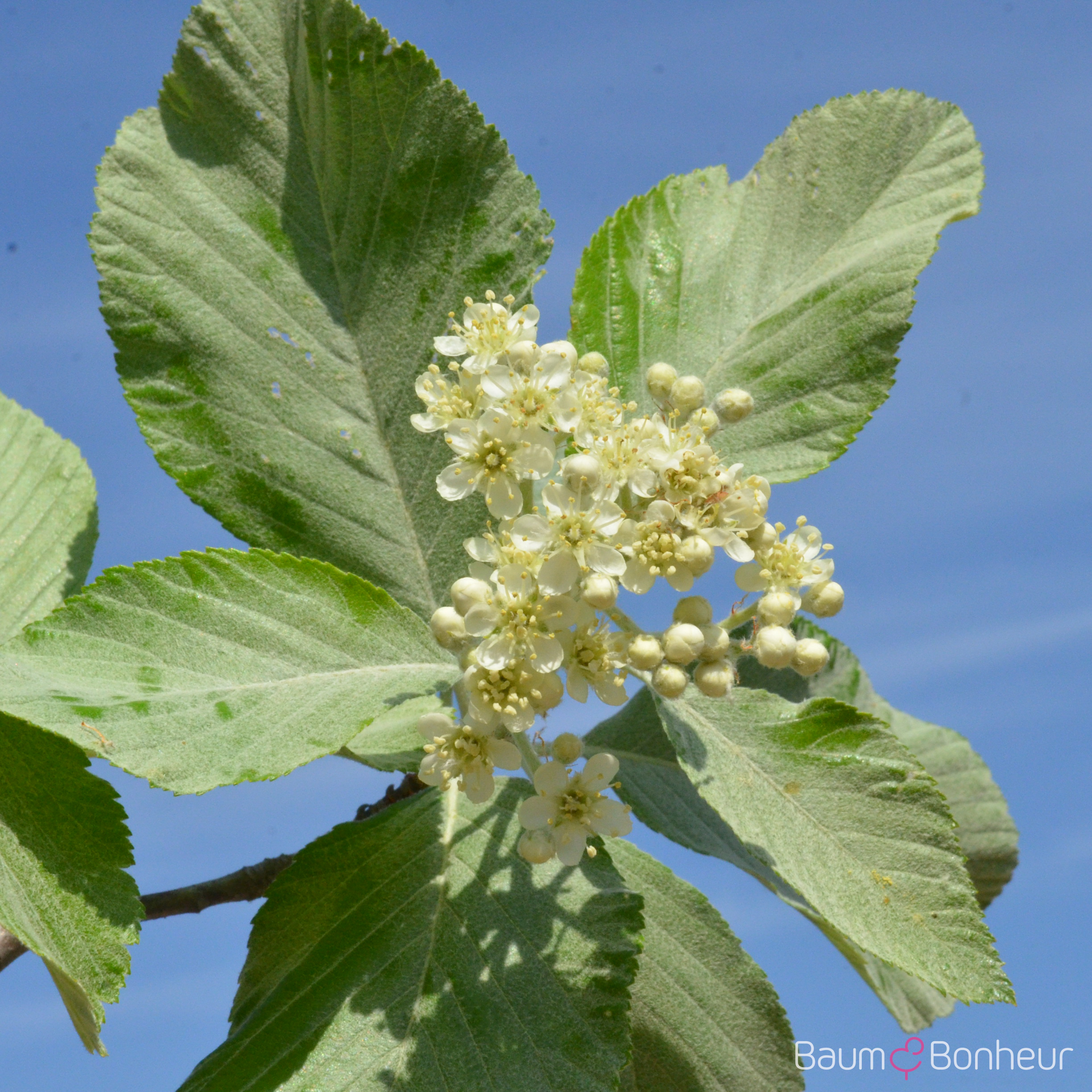 Sorbus aria 'Lutescens'