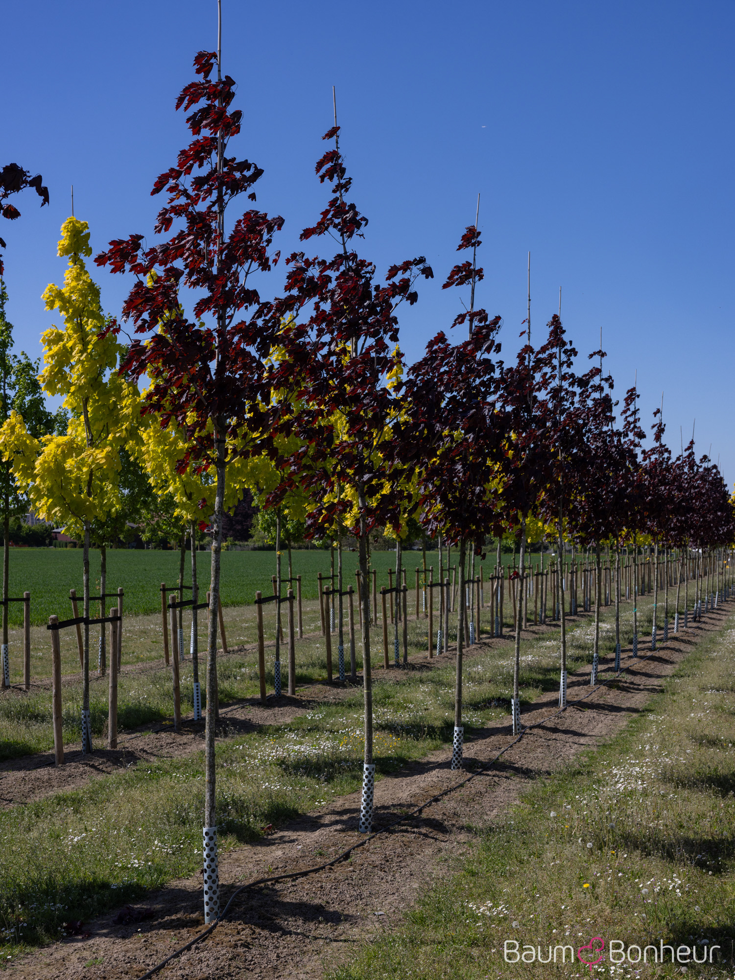 Acer platanoides 'Royal Red'