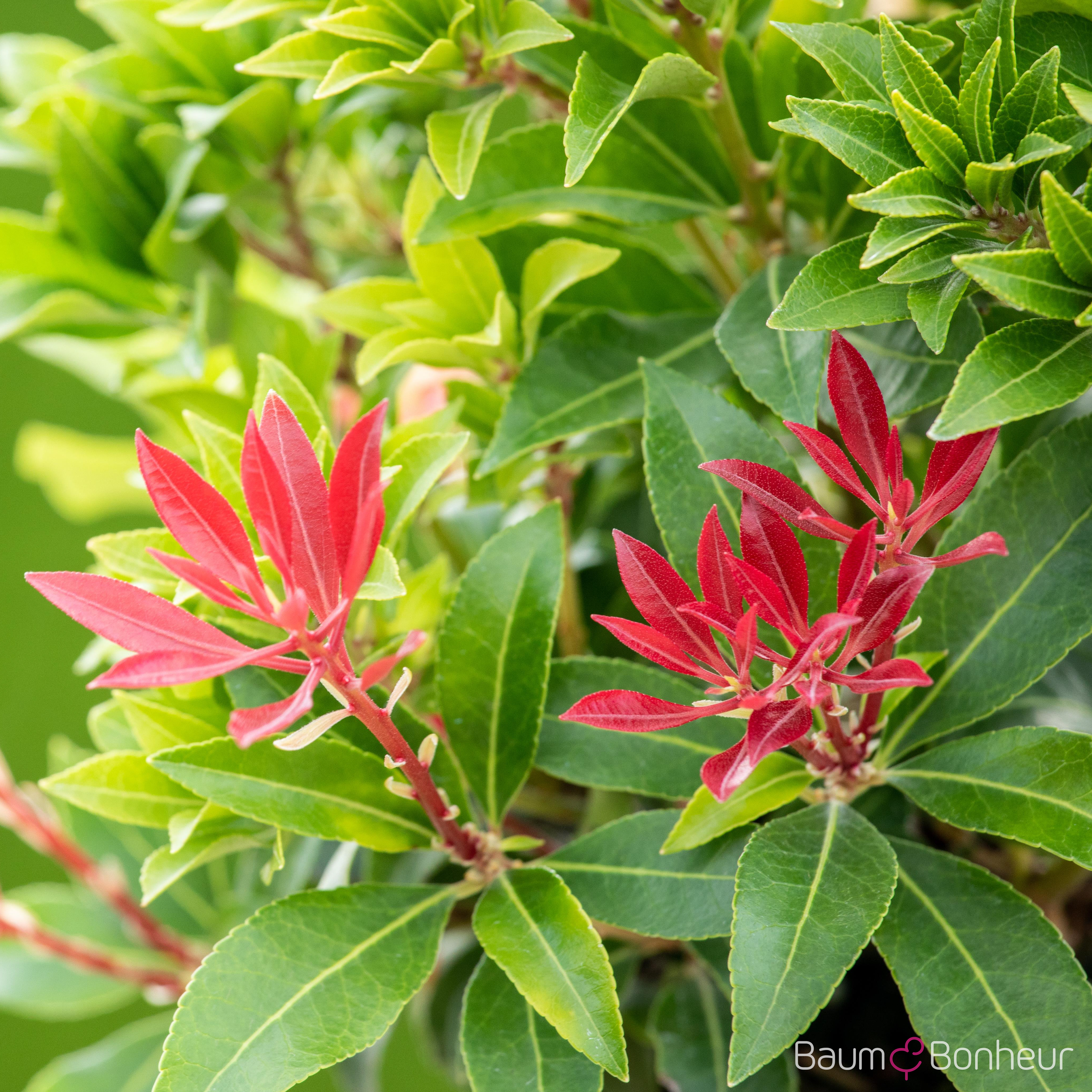 Pieris japonica 'Mountain Fire'
