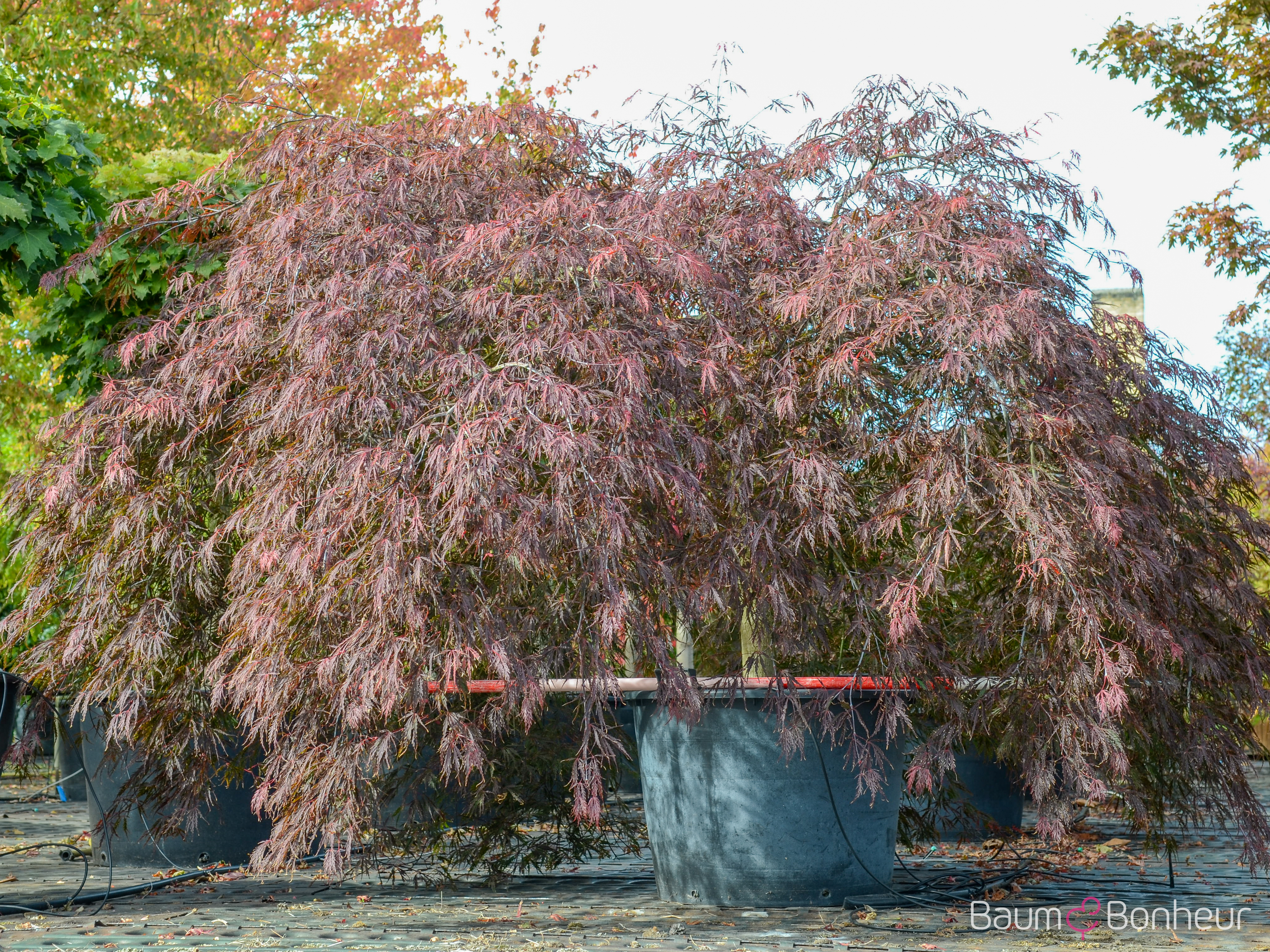 Acer palmatum 'Dissectum Atropurpureum'