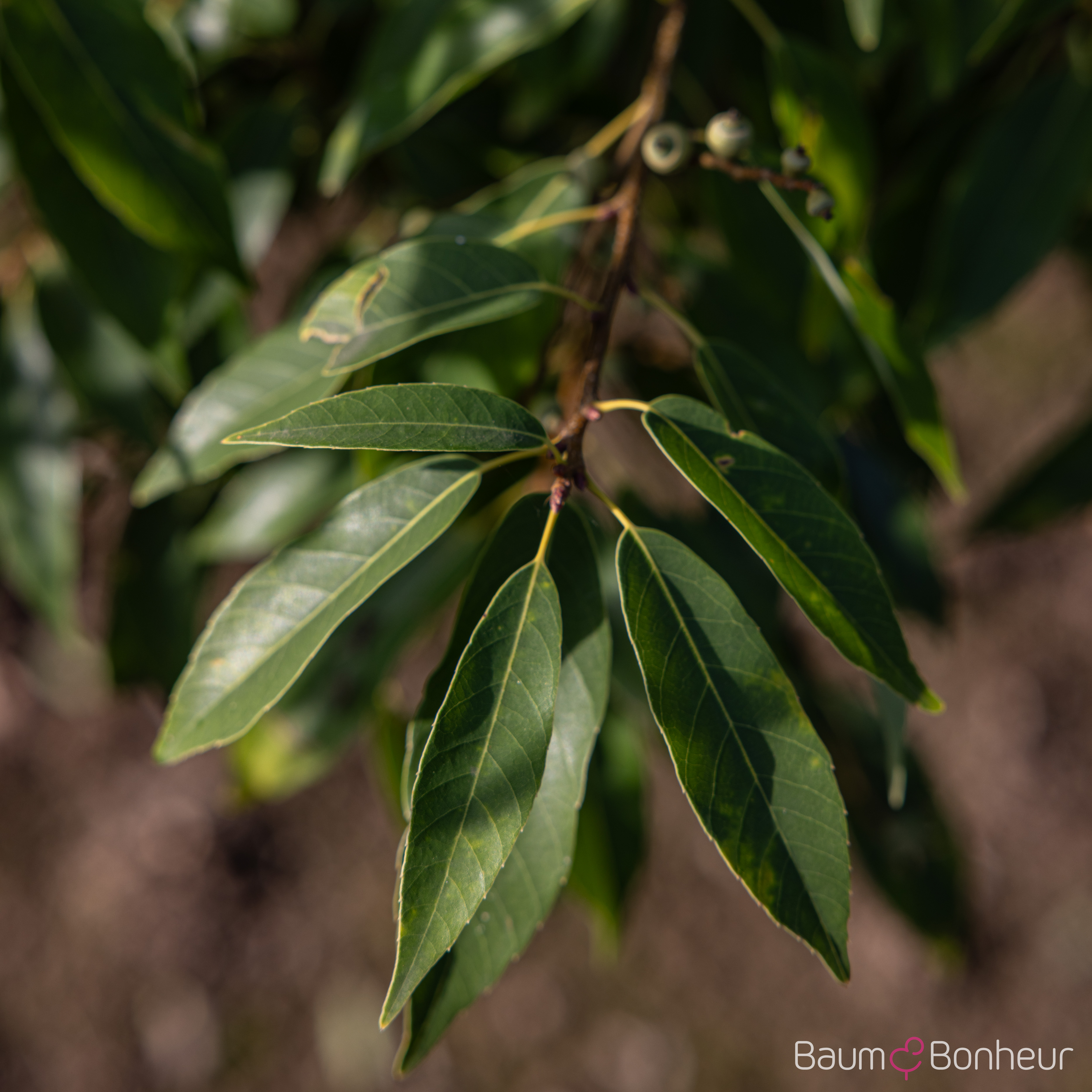 Quercus myrsinifolia