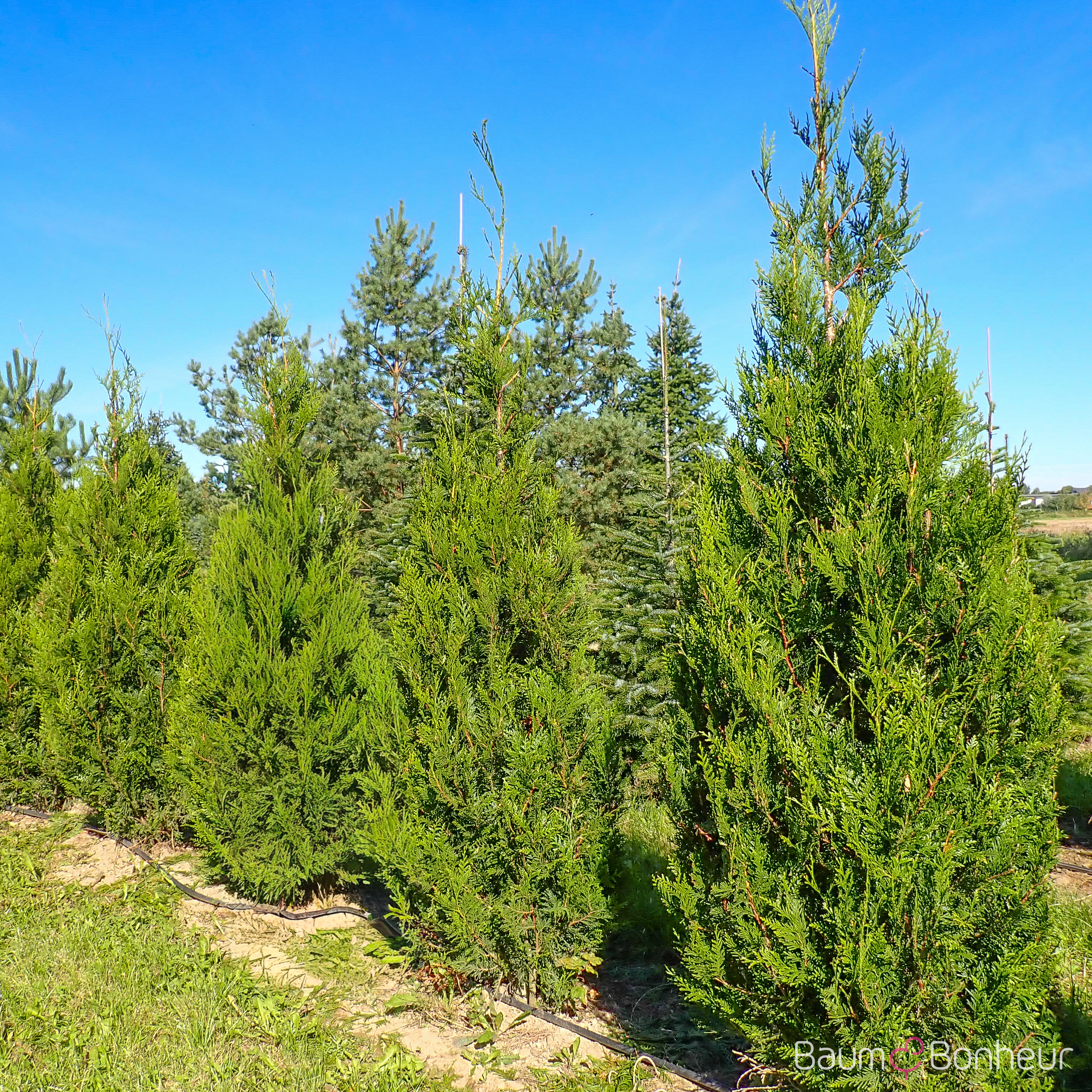 Thuja plicata 'Atrovirens'