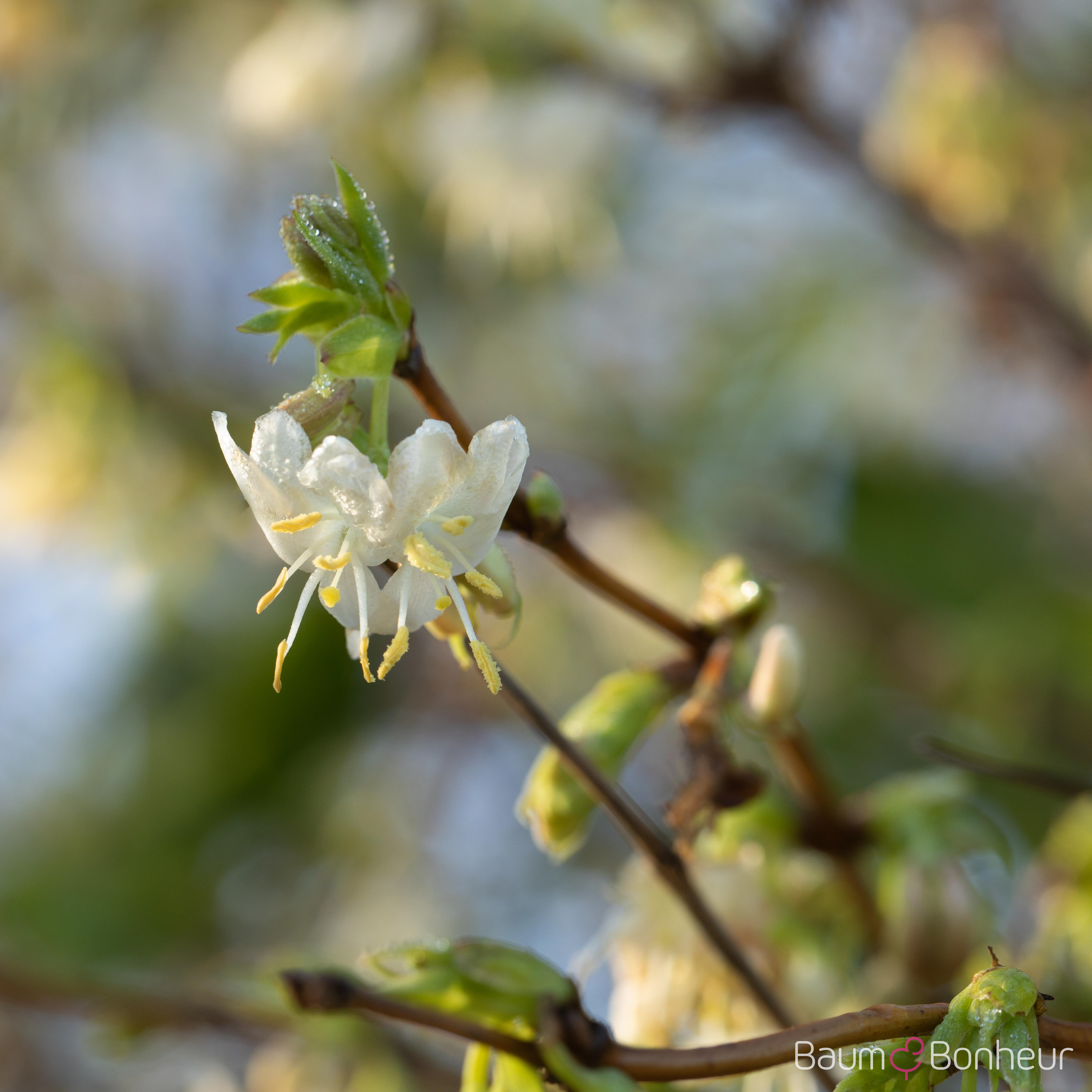 Lonicera purpusii