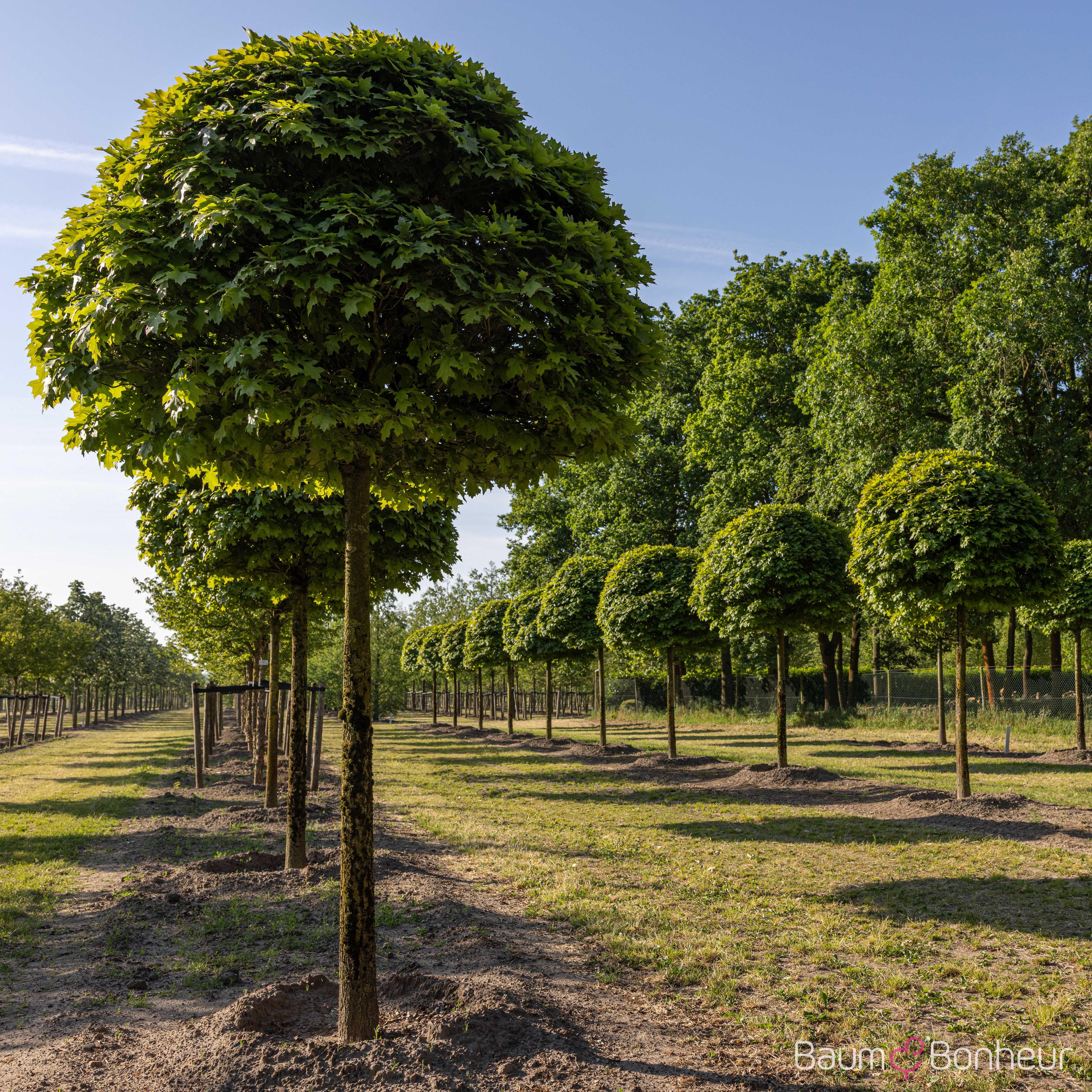 Quercus palustris 'Green Dwarf'