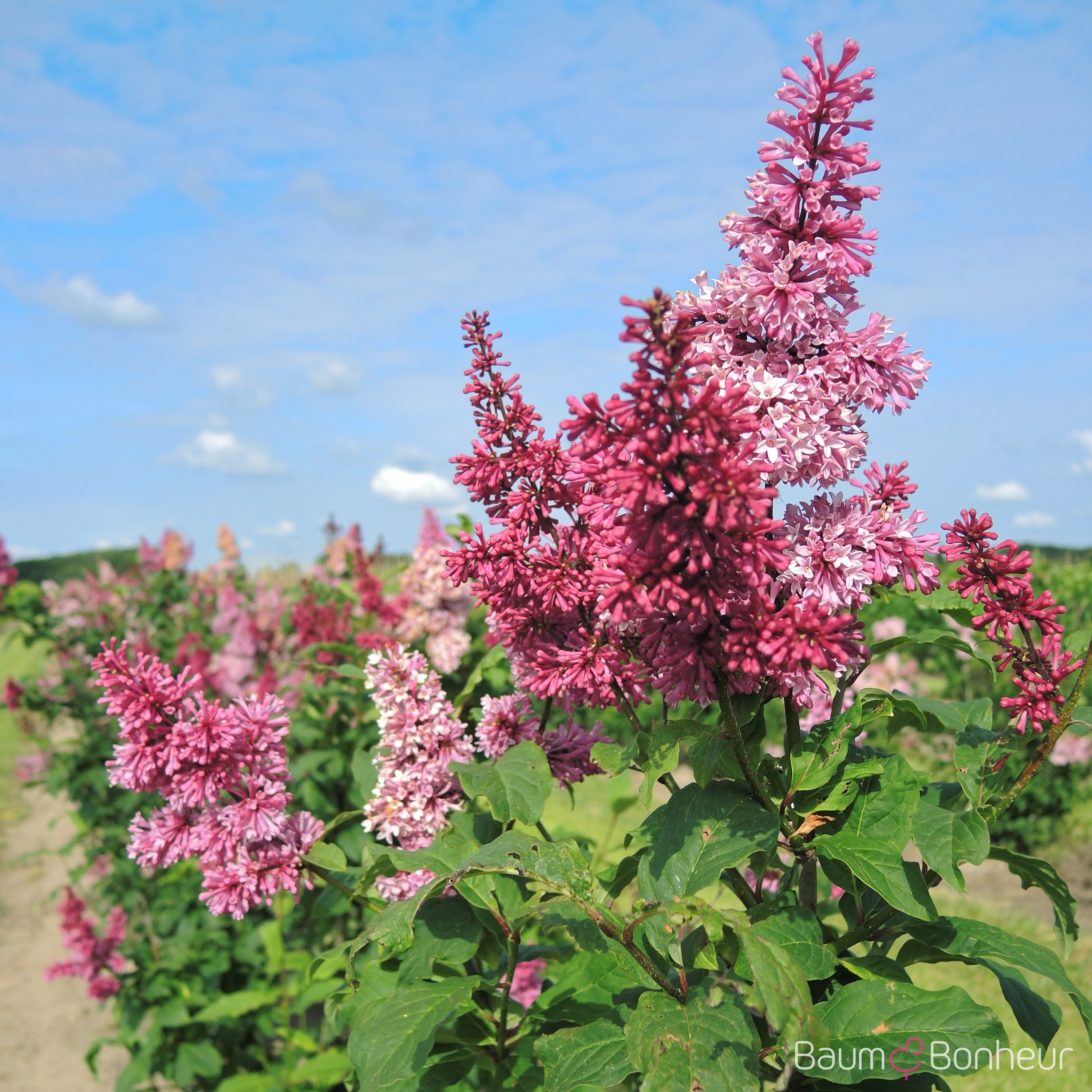 Syringa prestoniae 'Redwine'