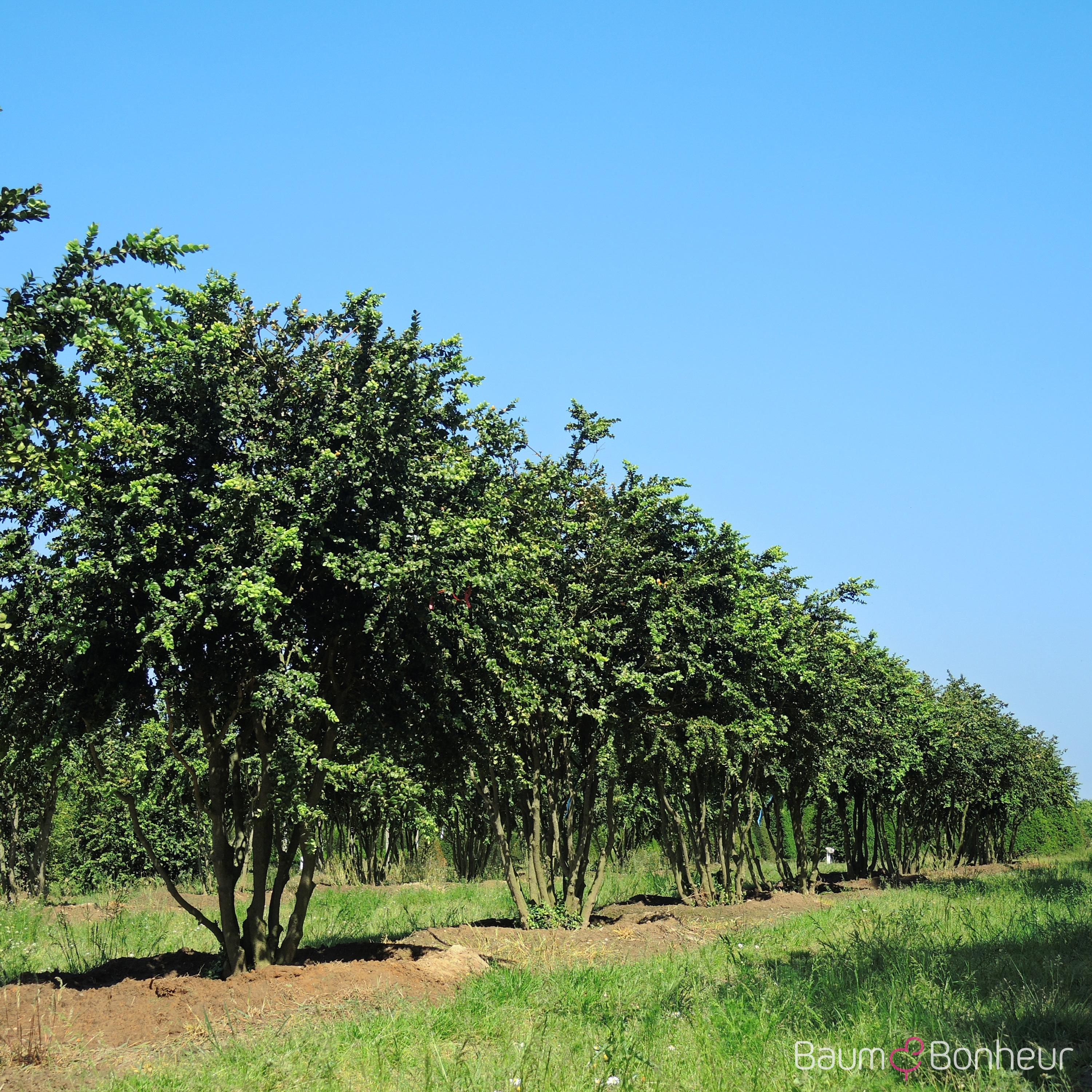 Buxus sempervirens 'Rotundifolia'