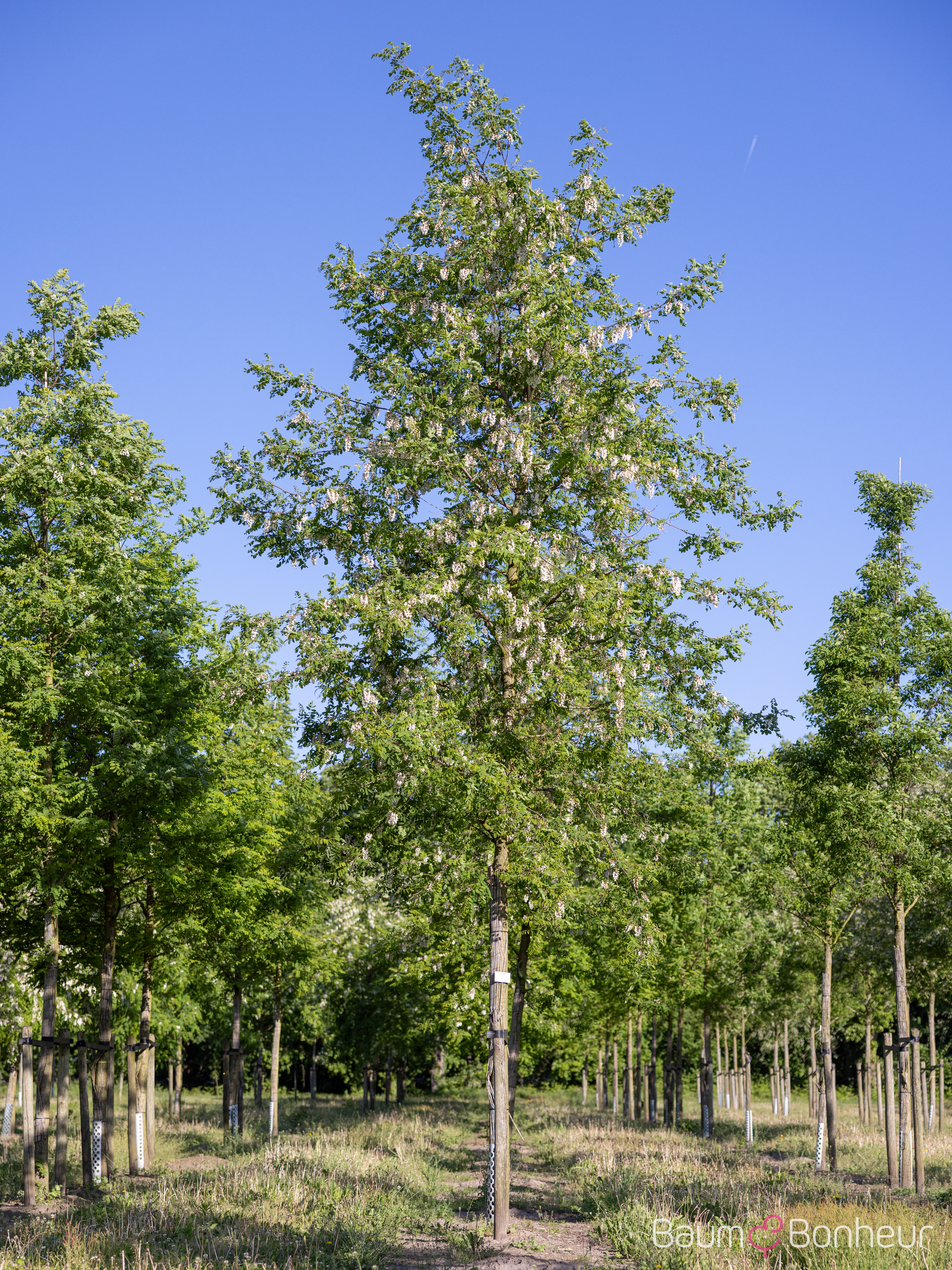 Robinia pseudoacacia 'Semperflorens'