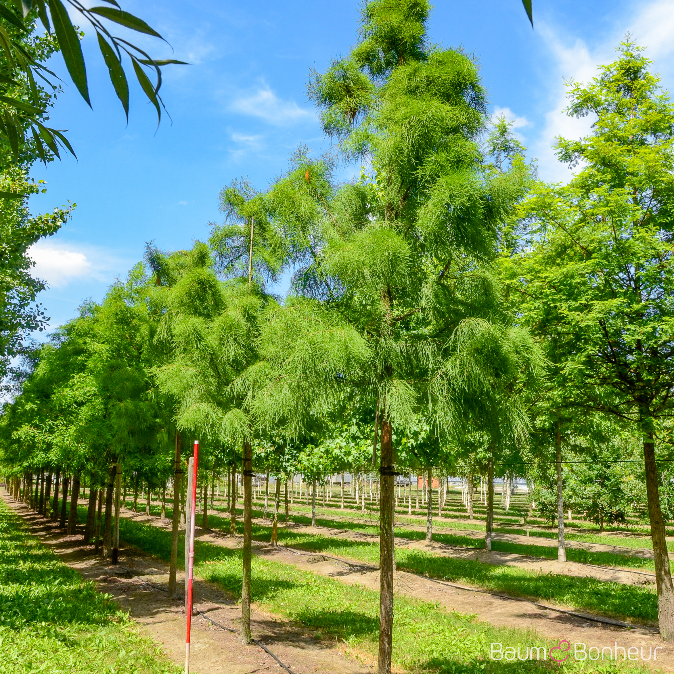 Taxodium distichum 'Nutans'