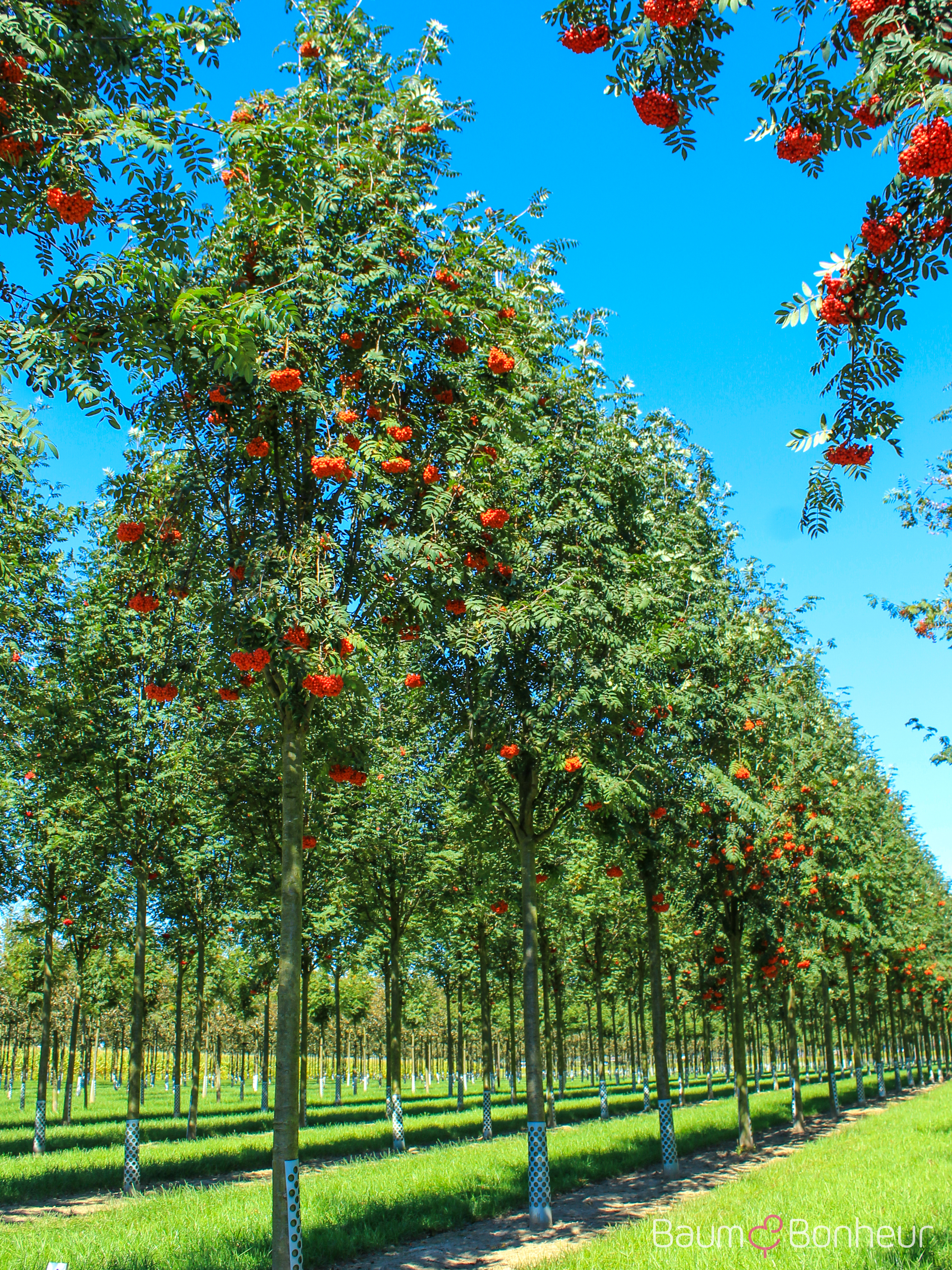 Sorbus aucuparia
