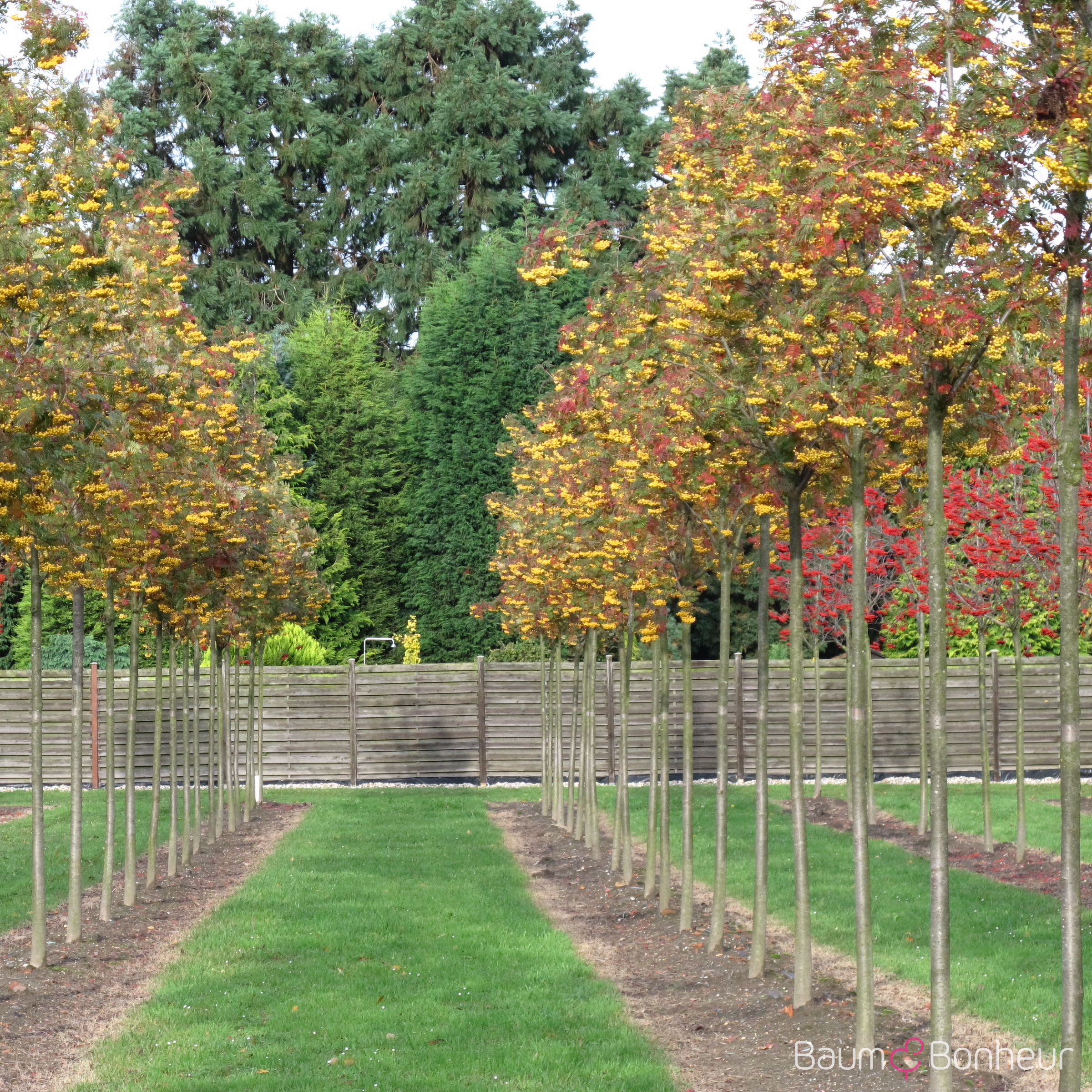 Sorbus 'Joseph Rock'