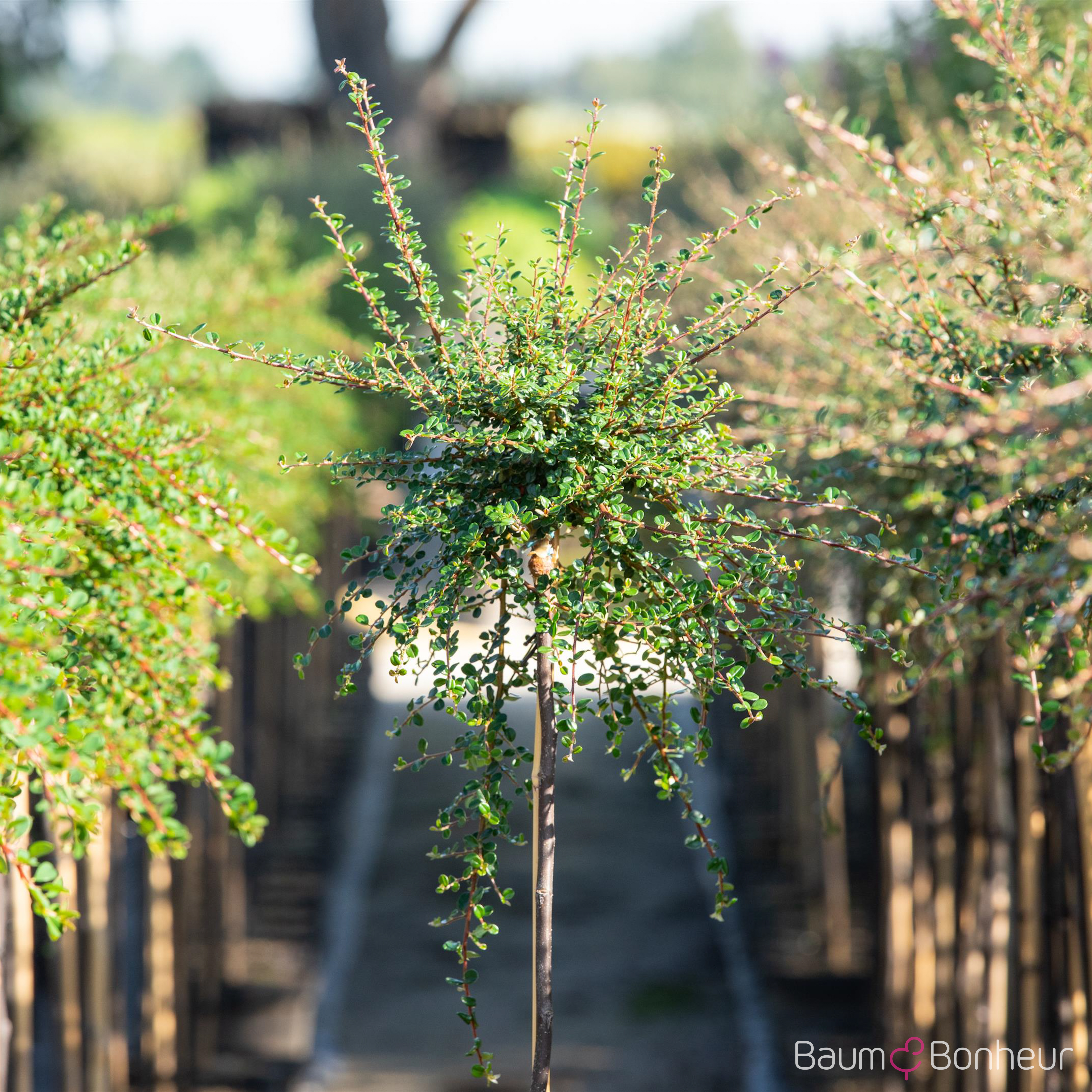 Cotoneaster micro.'Cochleatus'