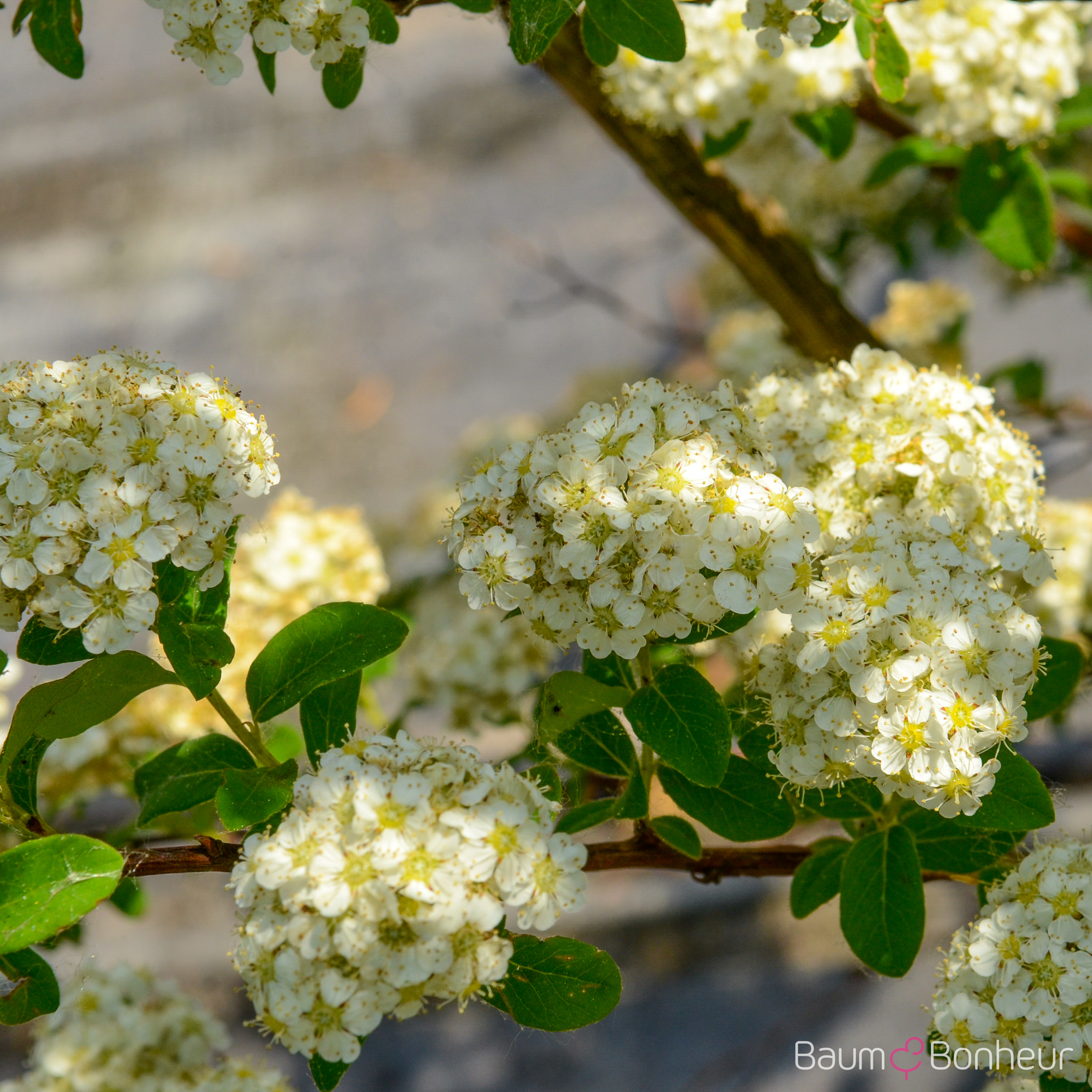 Spiraea nipponica