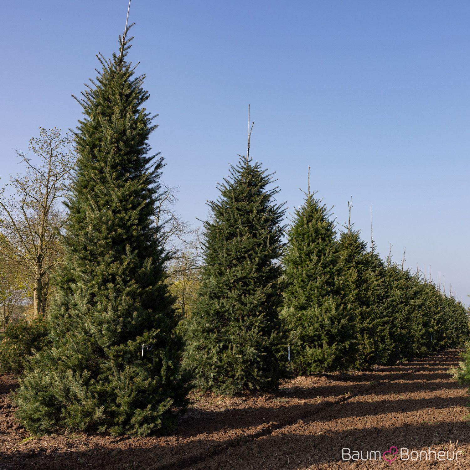Pseudotsuga menziesii caesia