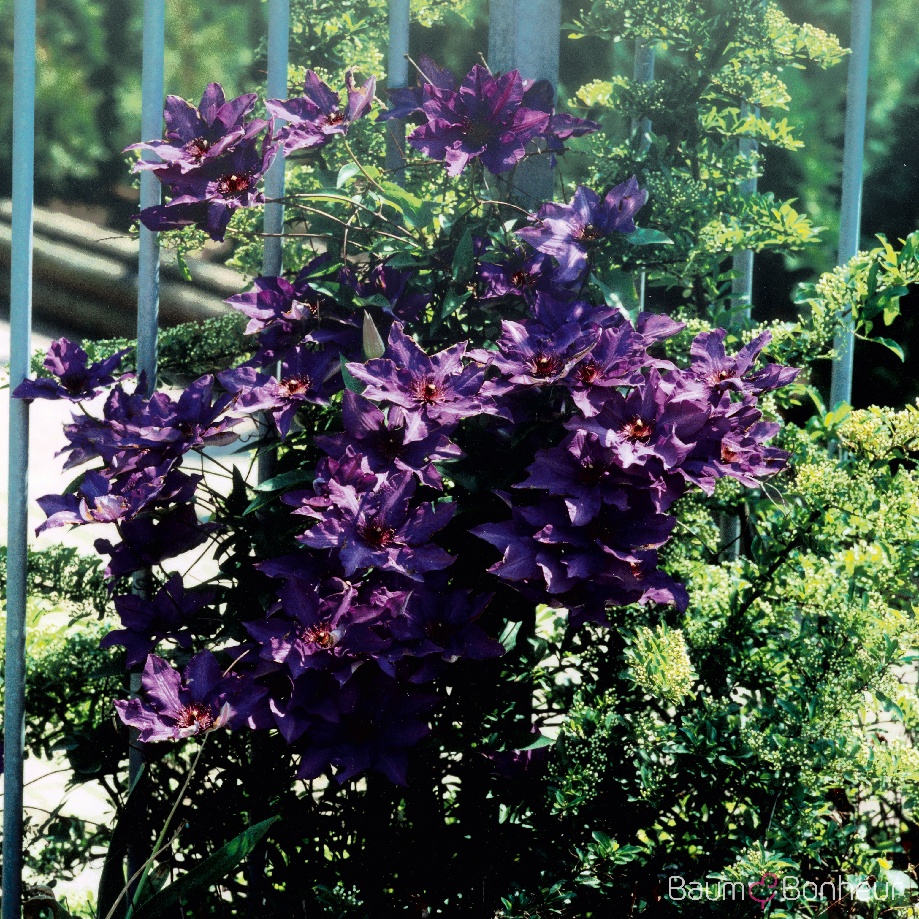 Clematis 'The President'