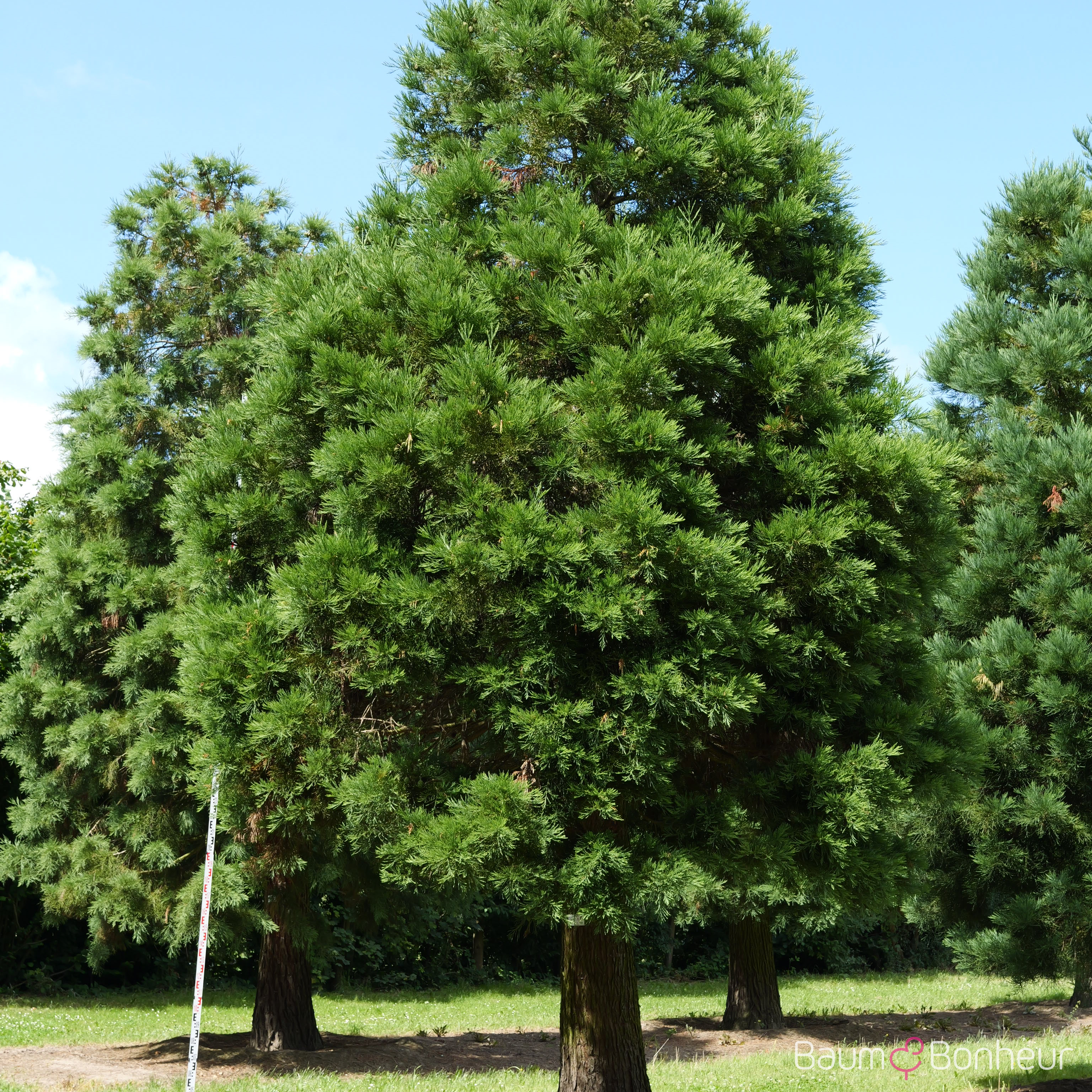 Sequoiadendron giganteum