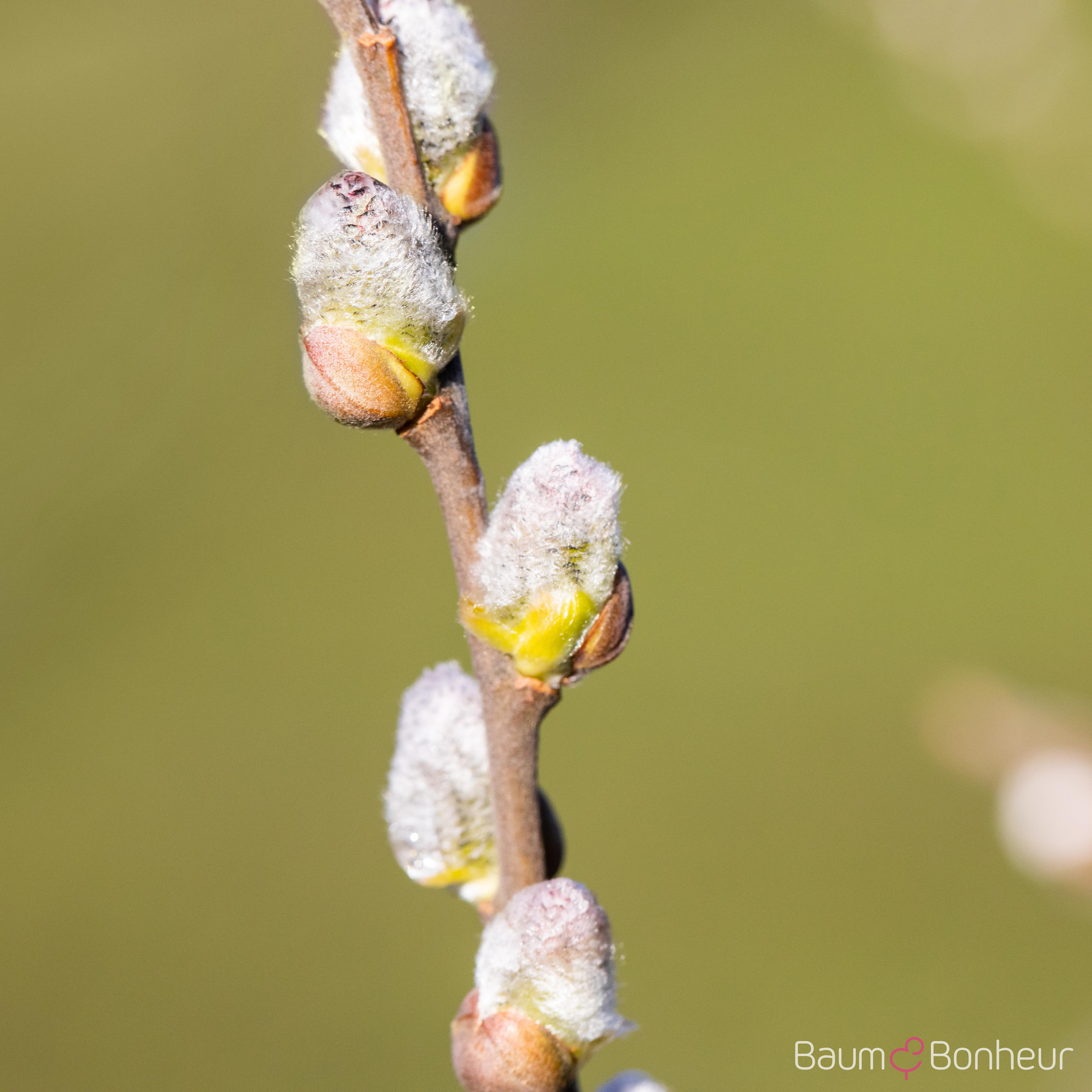 Salix caprea