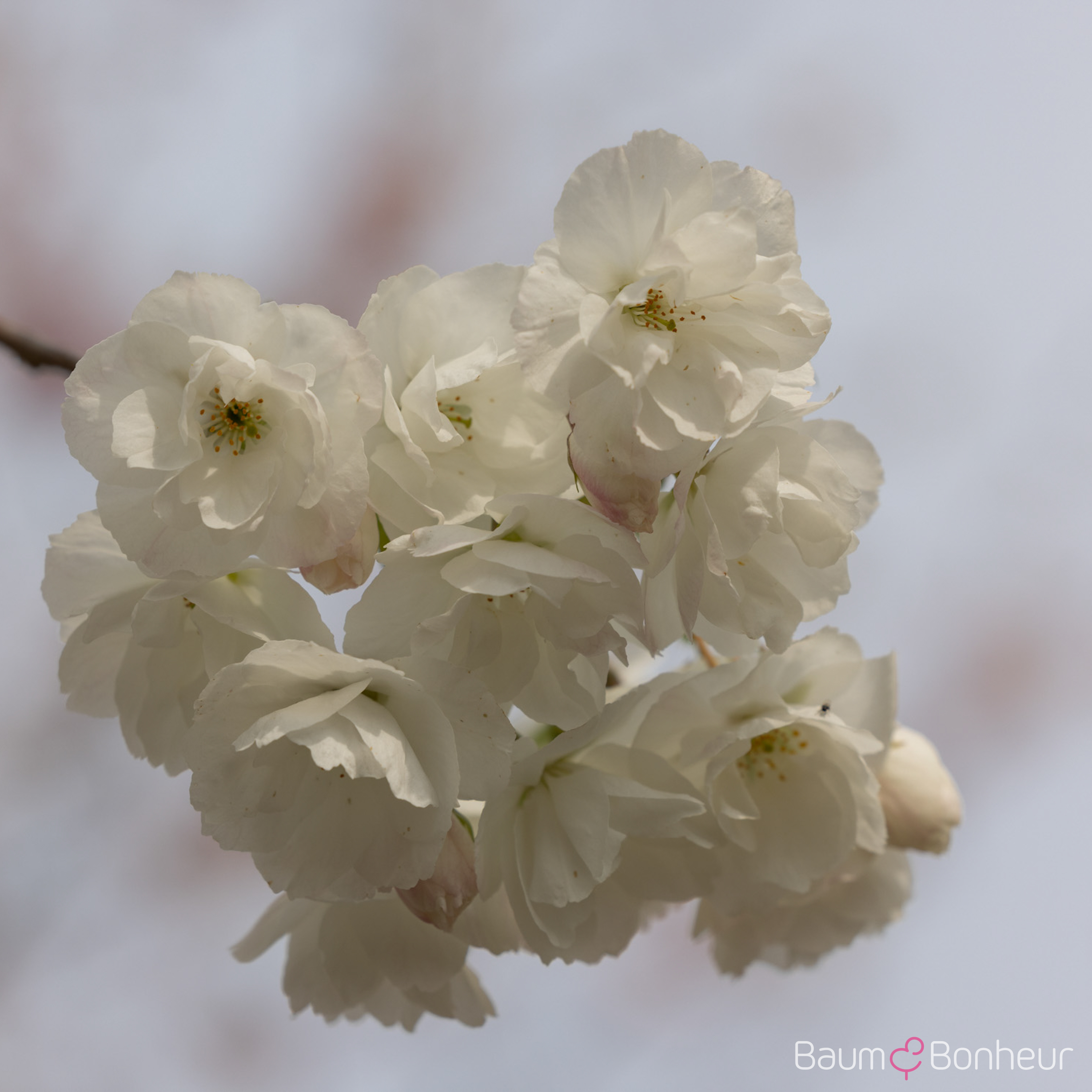 Prunus serrulata 'Shirotae'
