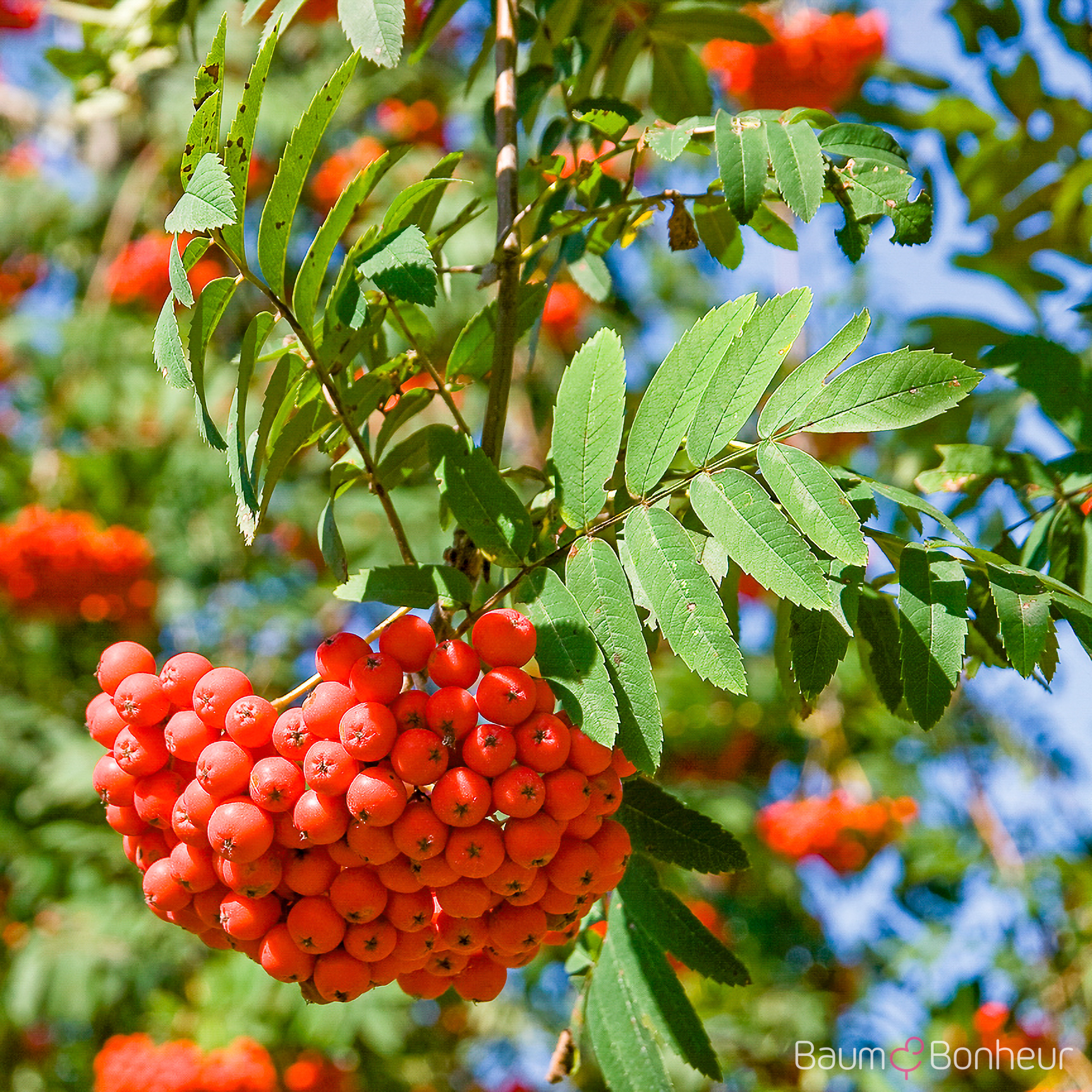 Sorbus aucuparia 'Rossica Major'
