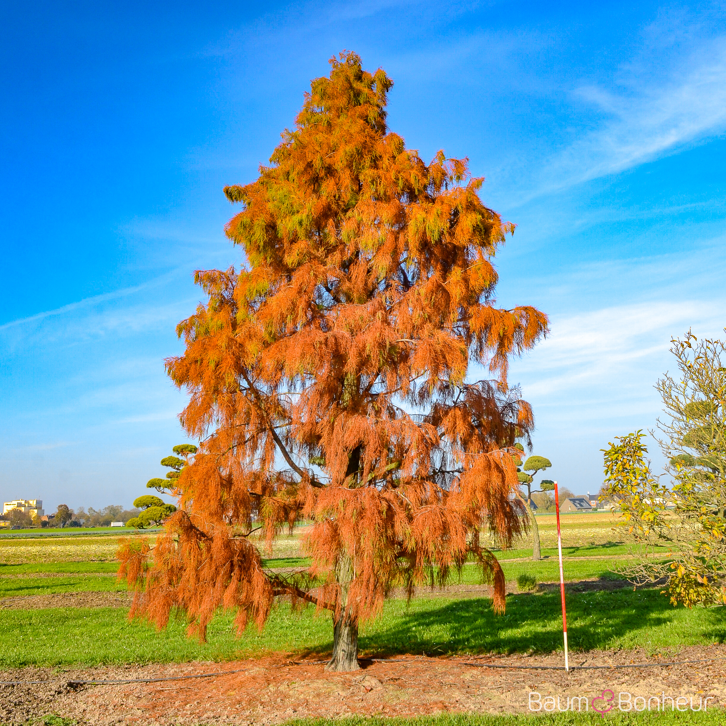 Taxodium distichum 'Nutans'