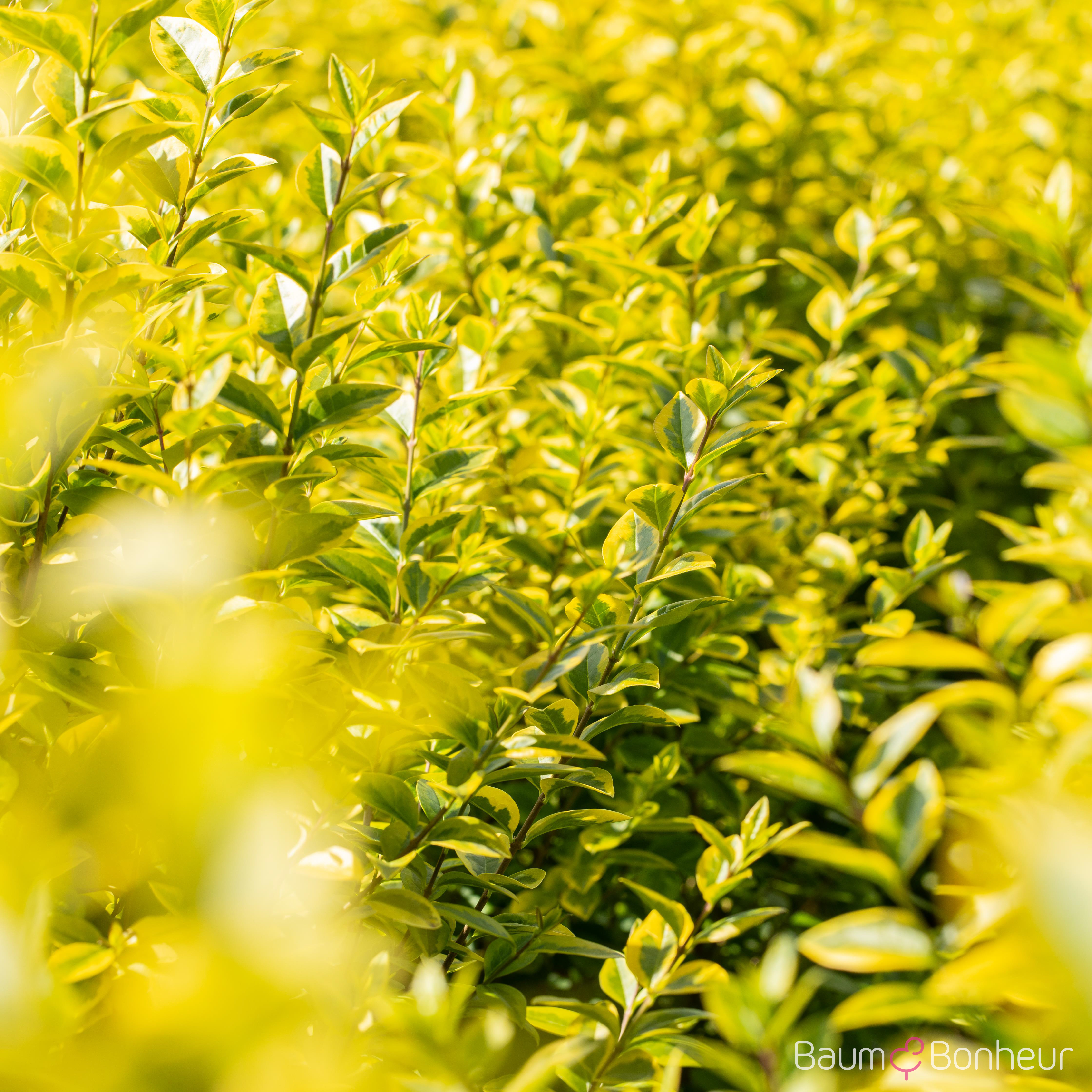 Ligustrum ovalifolium 'Aureum'