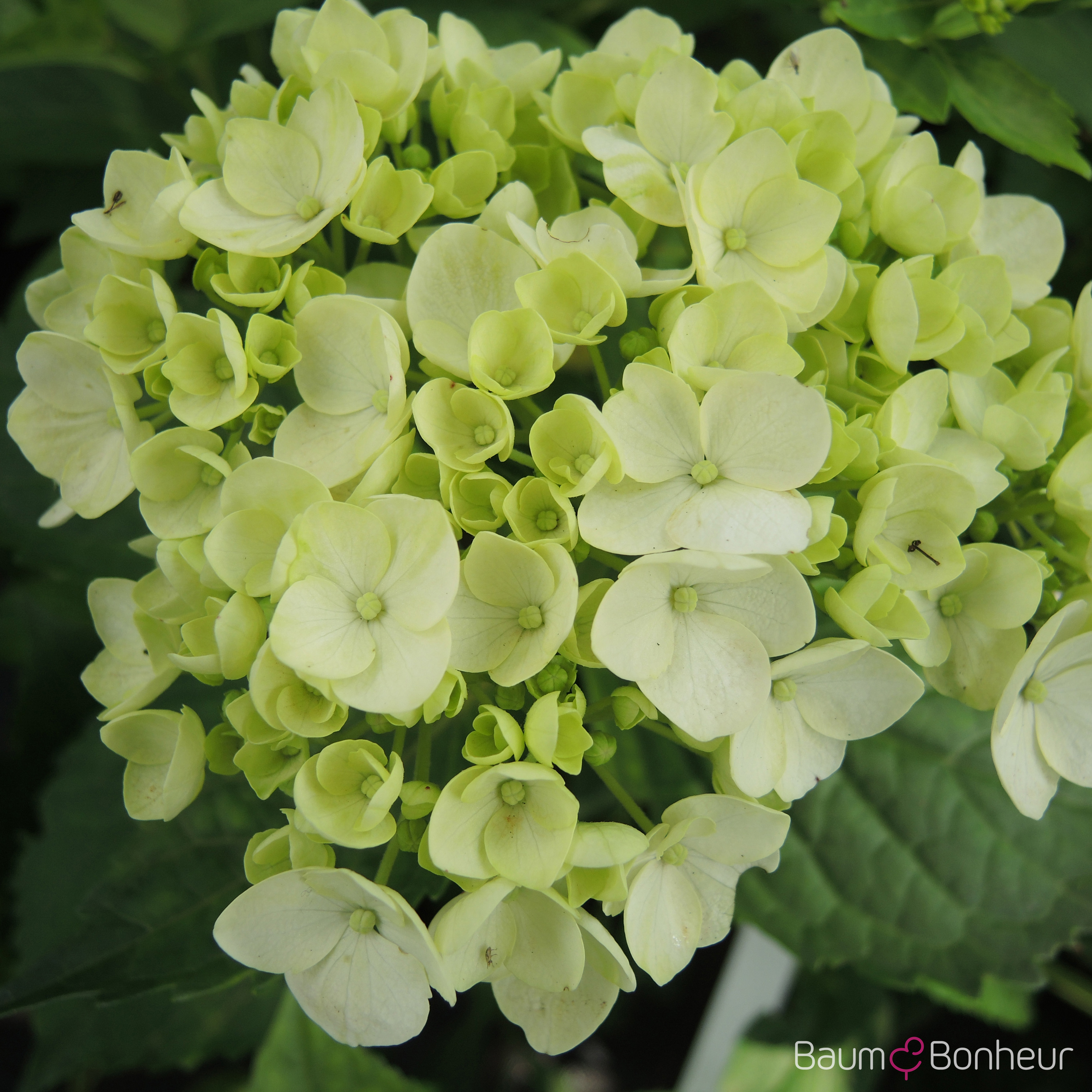 Hydrangea macrophylla 'Soeur Thérèse'