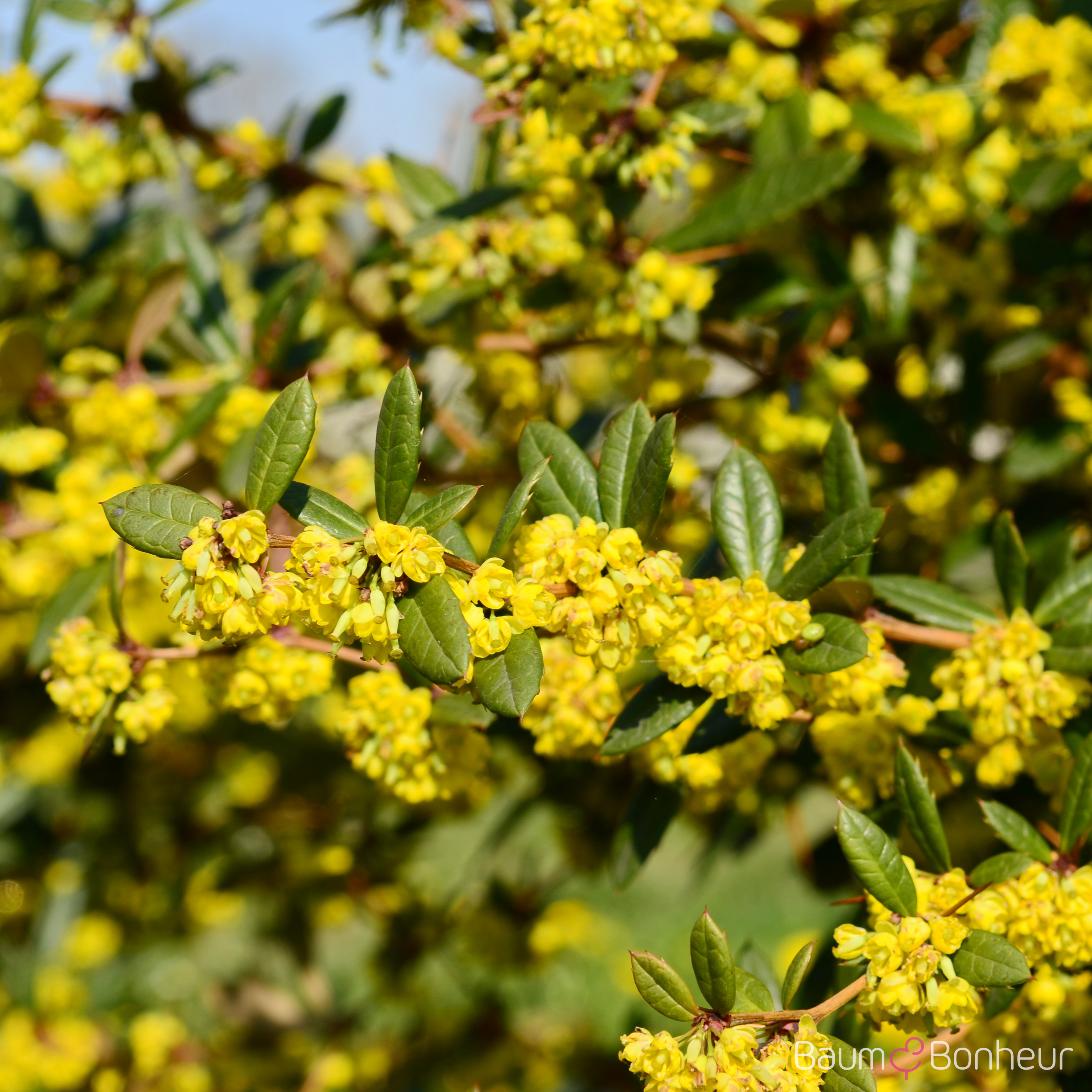 Berberis julianae