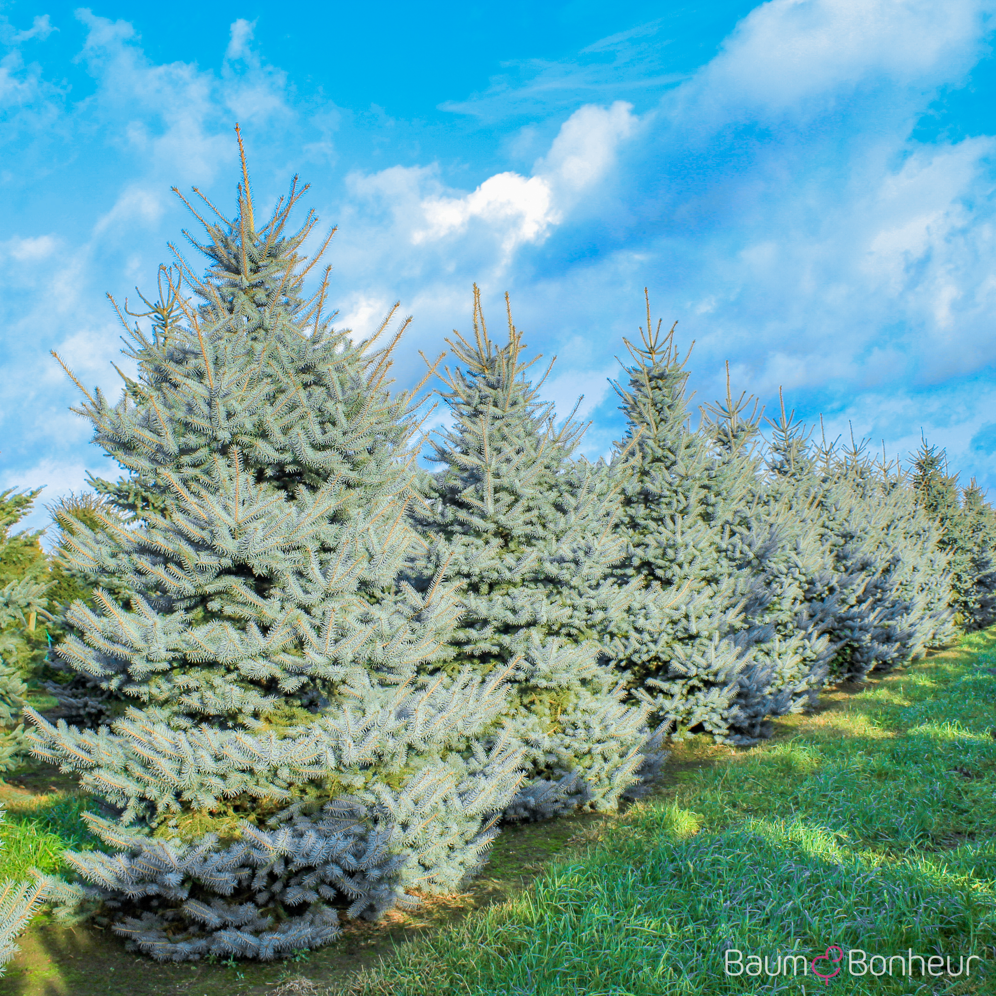 Picea pungens 'Hoopsii'