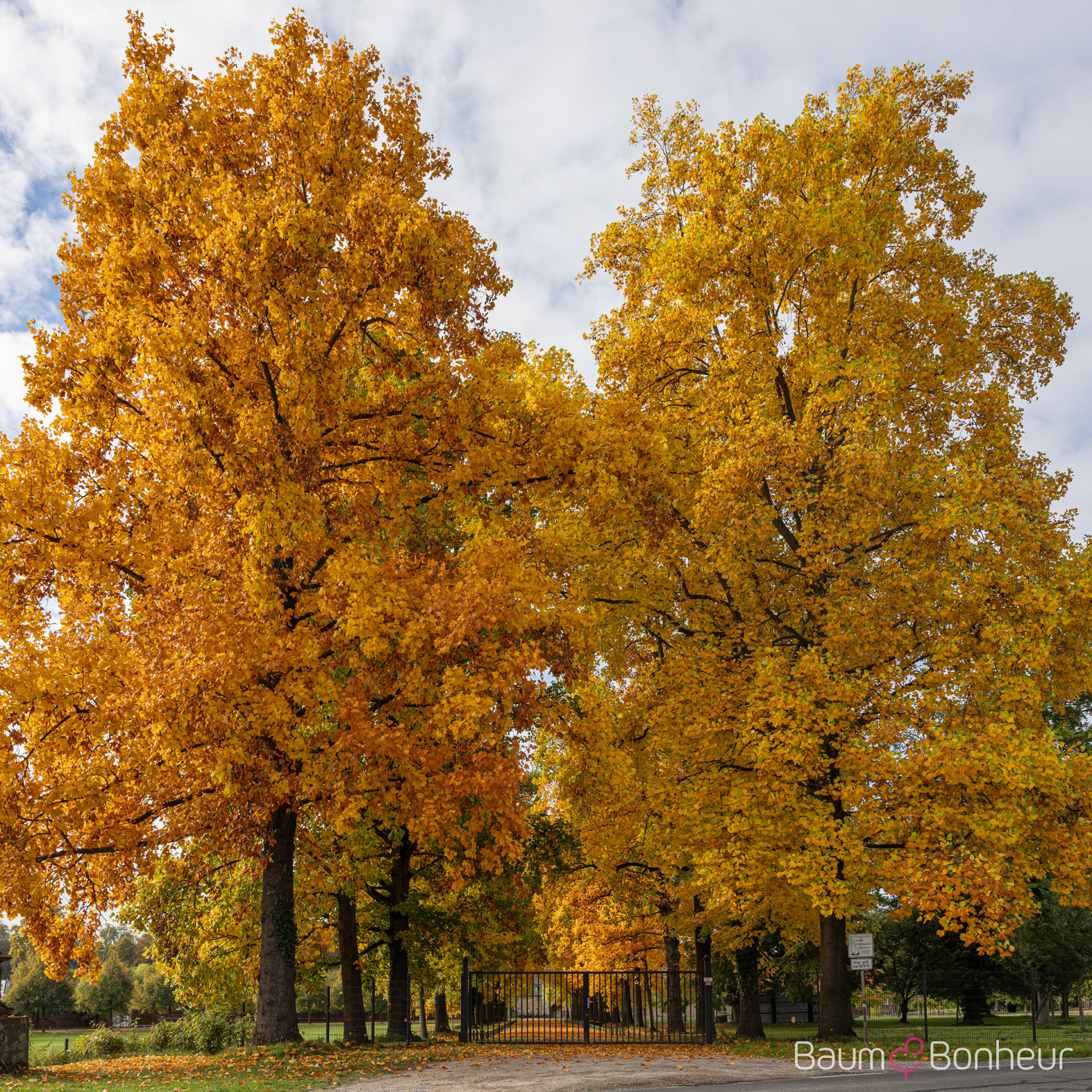Liriodendron tulipifera