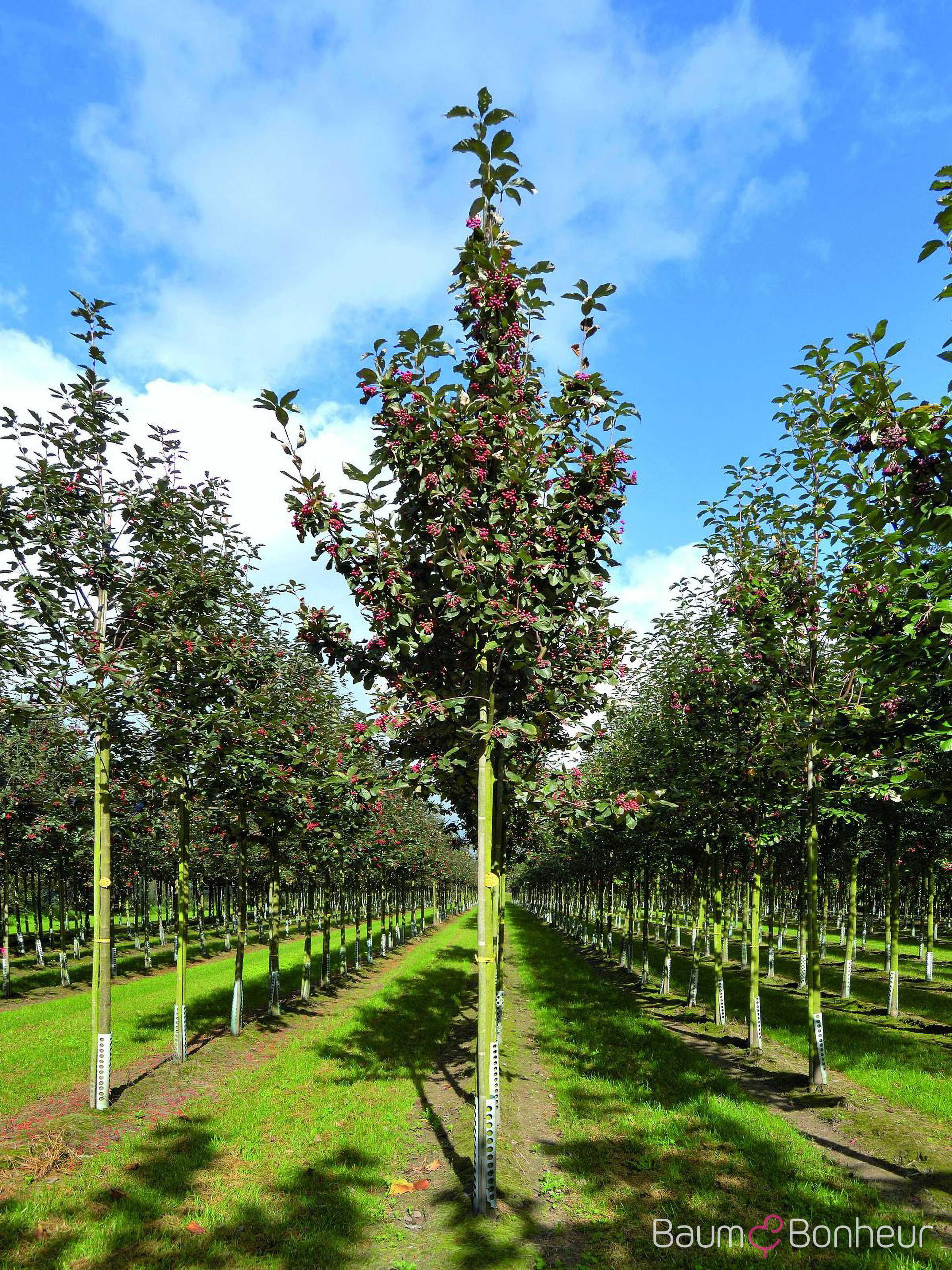 Sorbus aria 'Majestica'