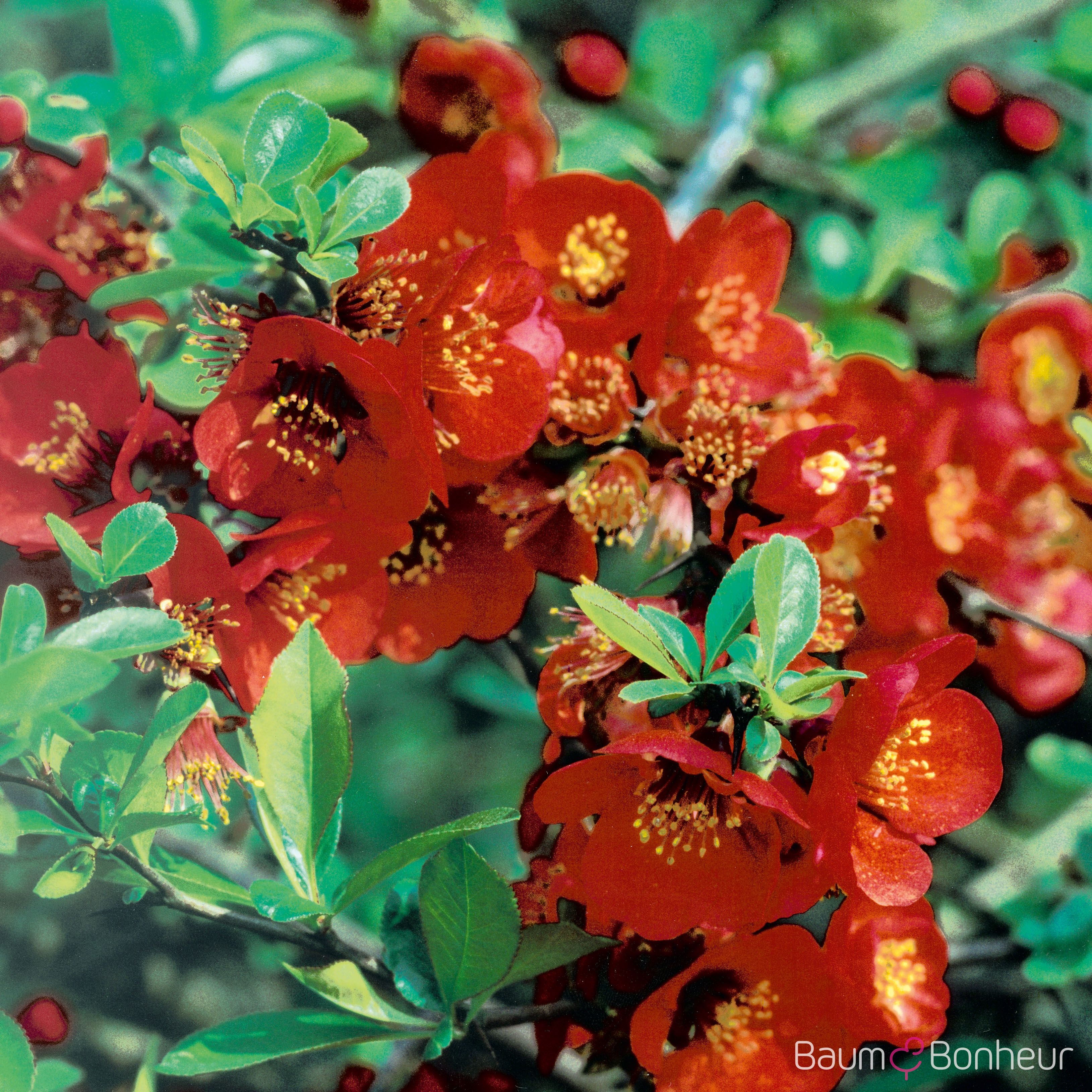 Chaenomeles 'Crimson and Gold'