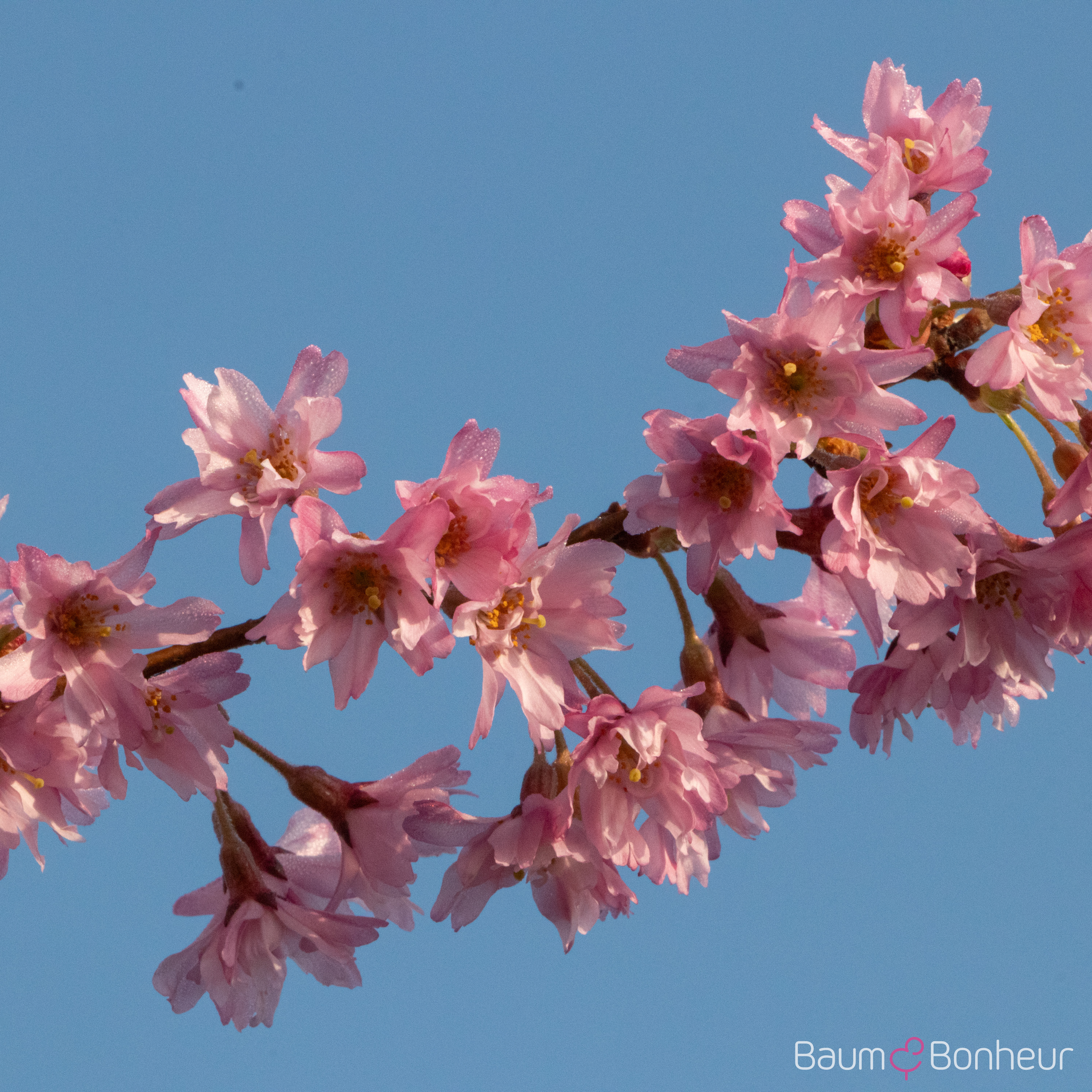 Prunus subhirtella 'Fukubana'