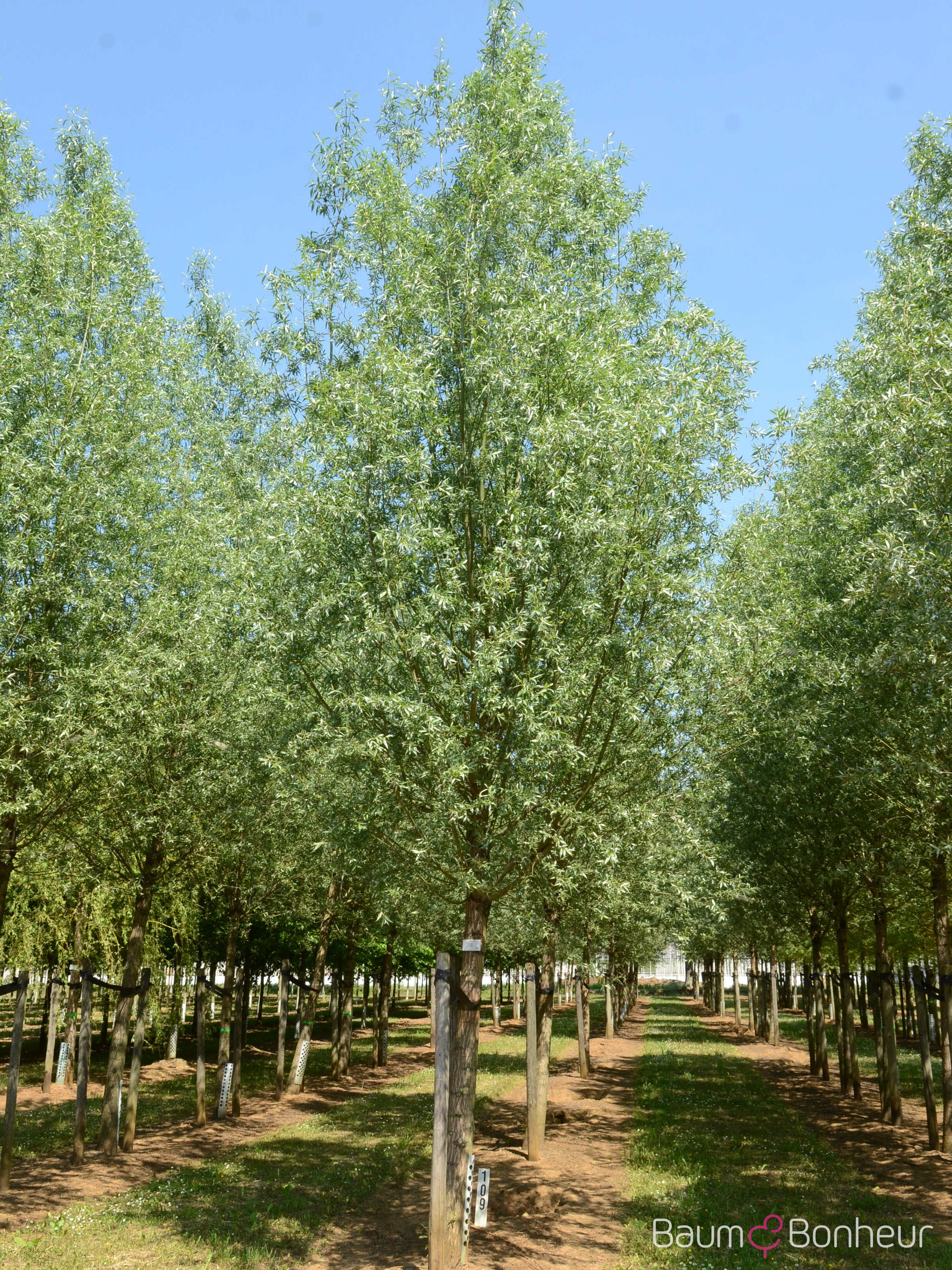 Salix alba 'Belders'