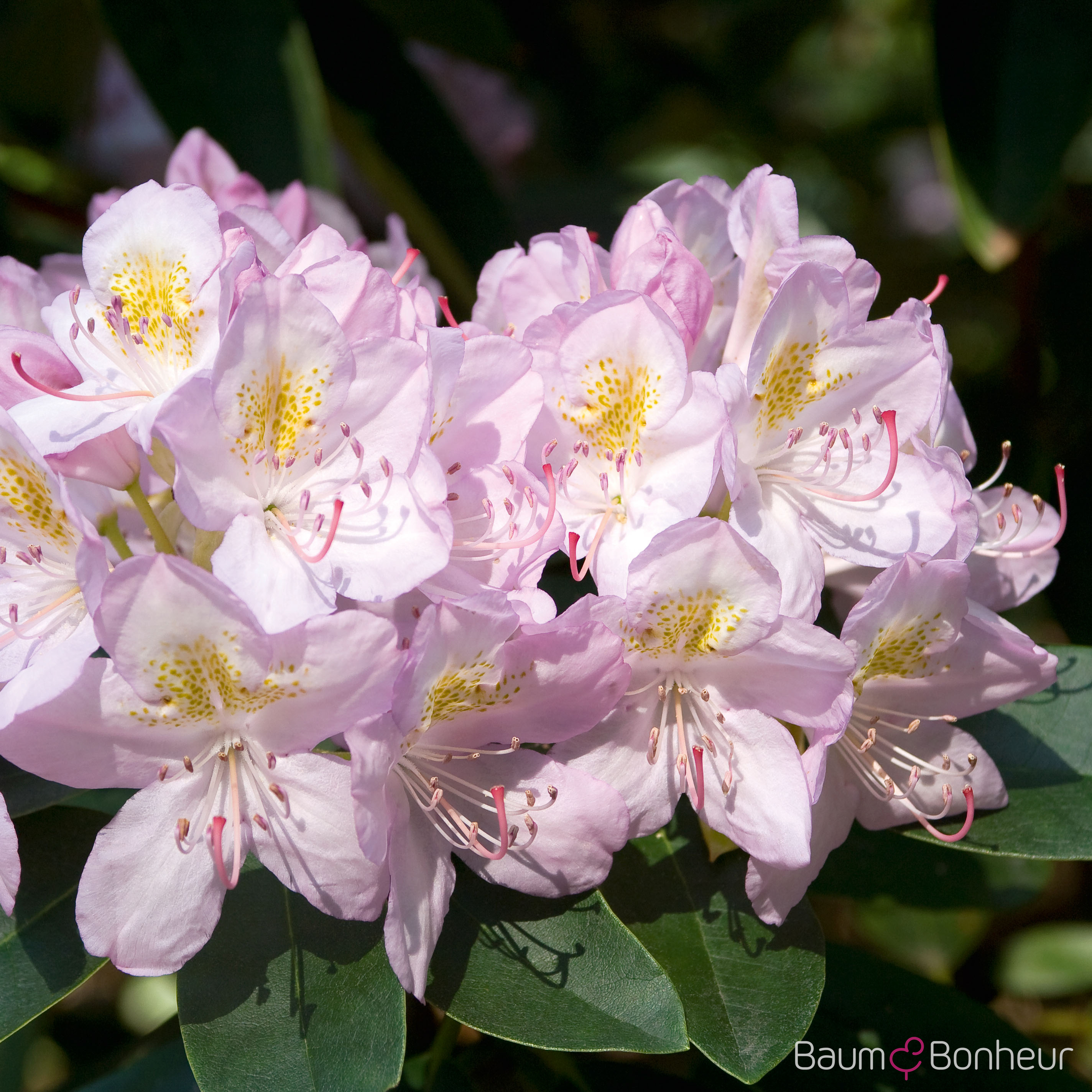 Rhododendron 'Album Novum'