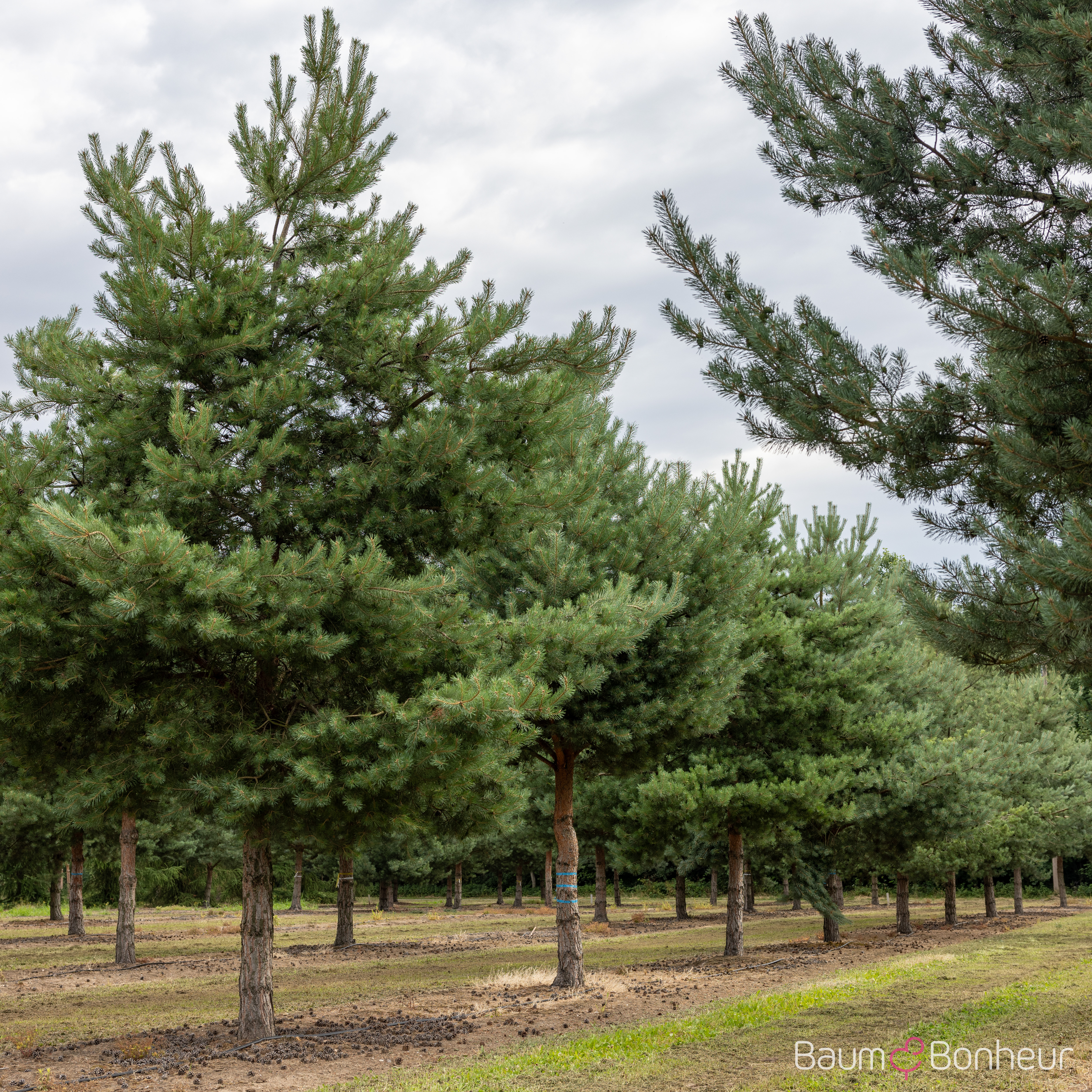 Pinus sylvestris
