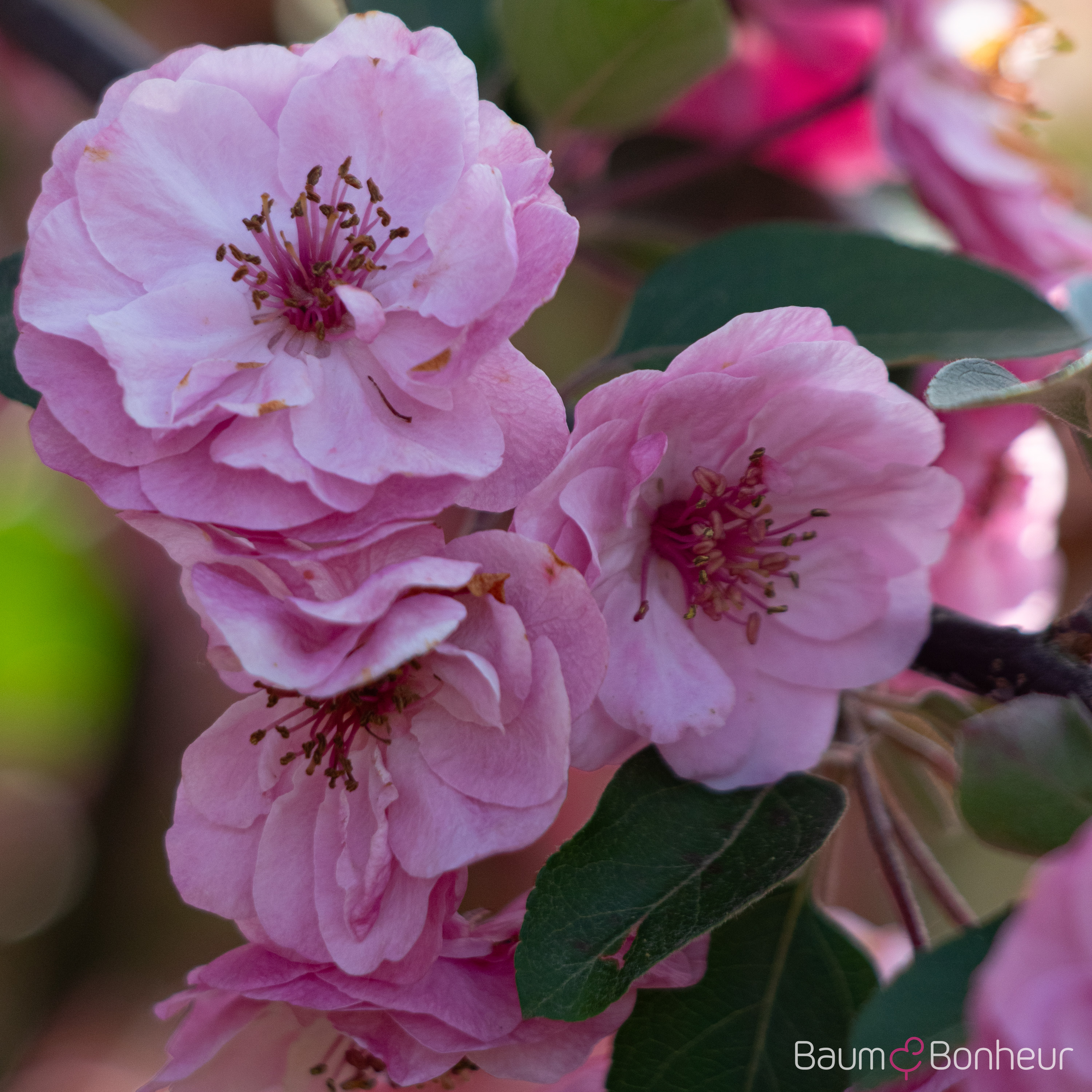 Malus 'Brandy Magic'